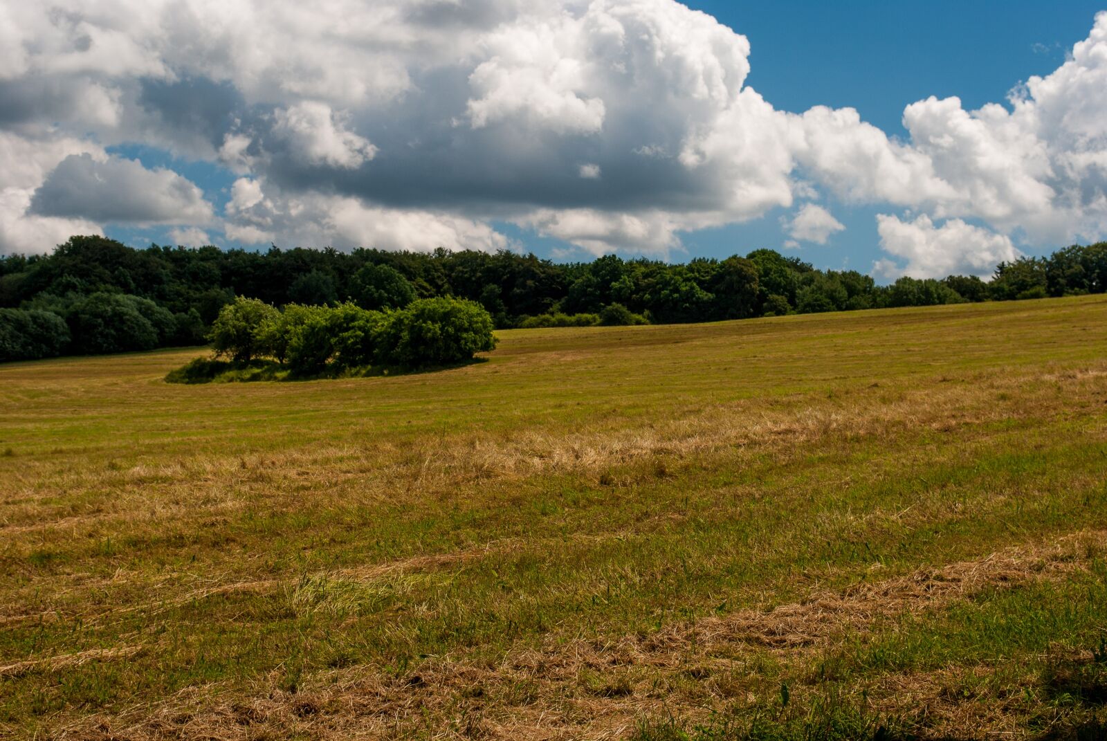 Nikon D3000 sample photo. Meadow, clouds, tree photography