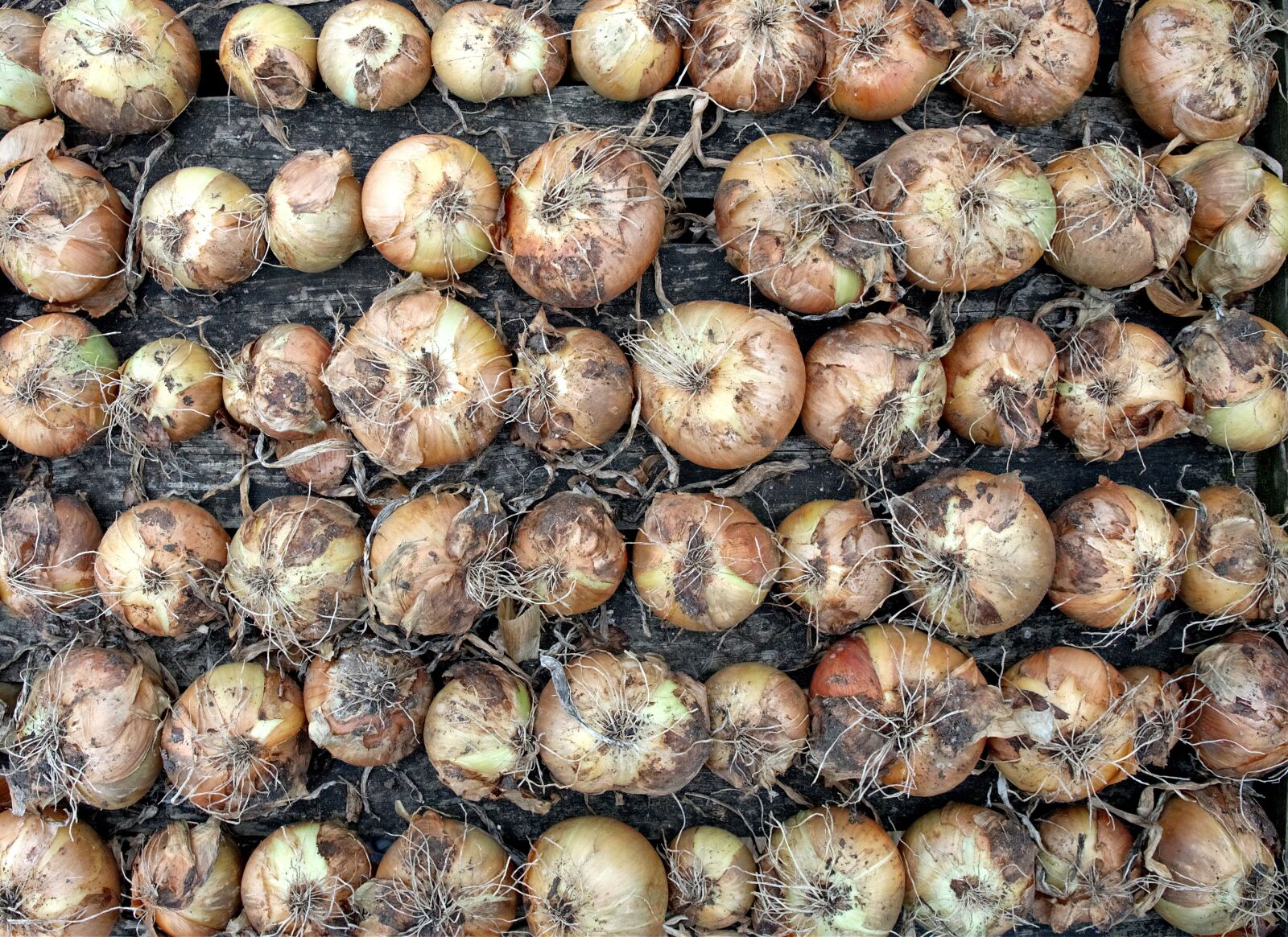 Olympus OM-D E-M5 sample photo. Onion, crop, harvest photography