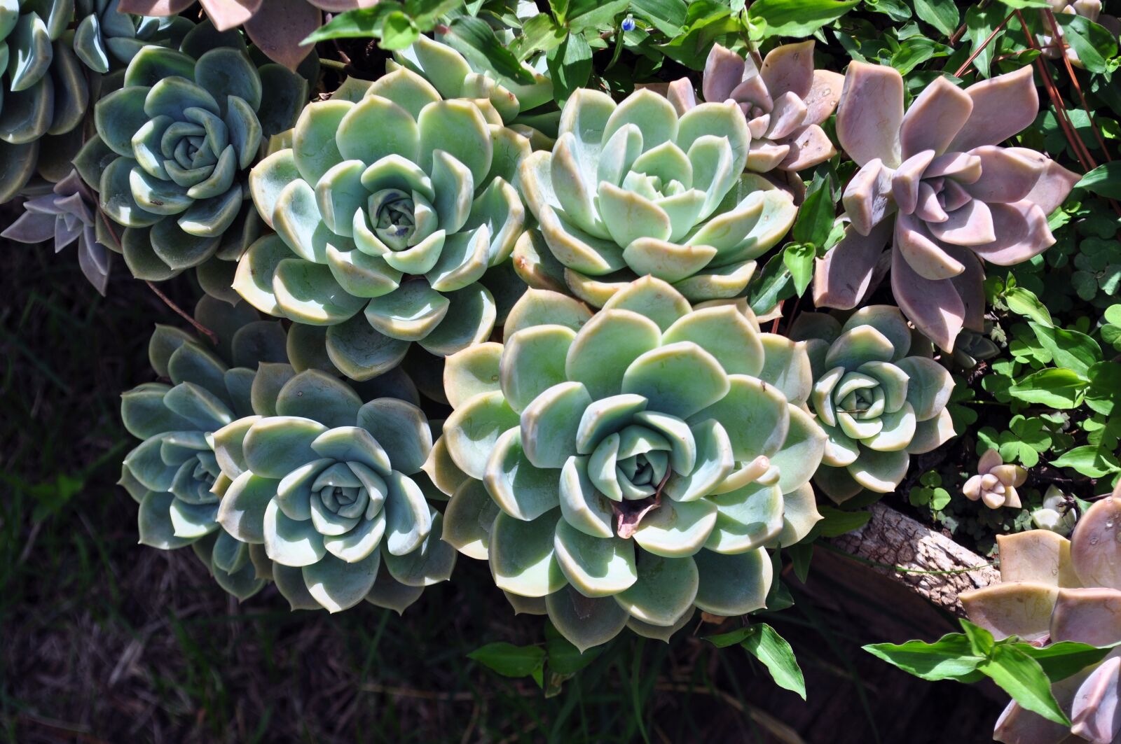 Nikon D5000 sample photo. Garden, landscape, flowers photography