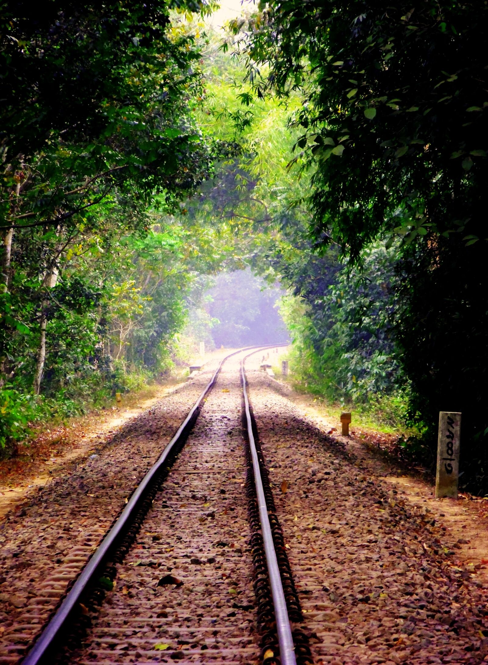 Samsung PL210, PL211 / VLUU PL210, PL211 sample photo. Nature, tree, rail track photography