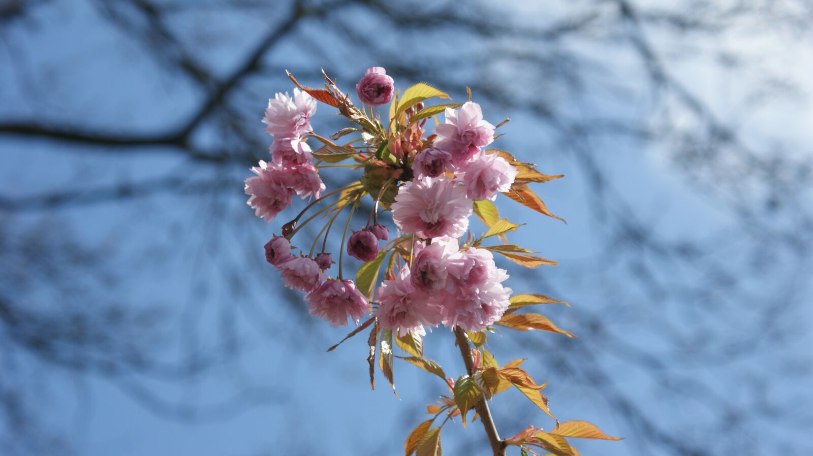 Sony Alpha DSLR-A350 sample photo. Pink, flowers, blossom photography