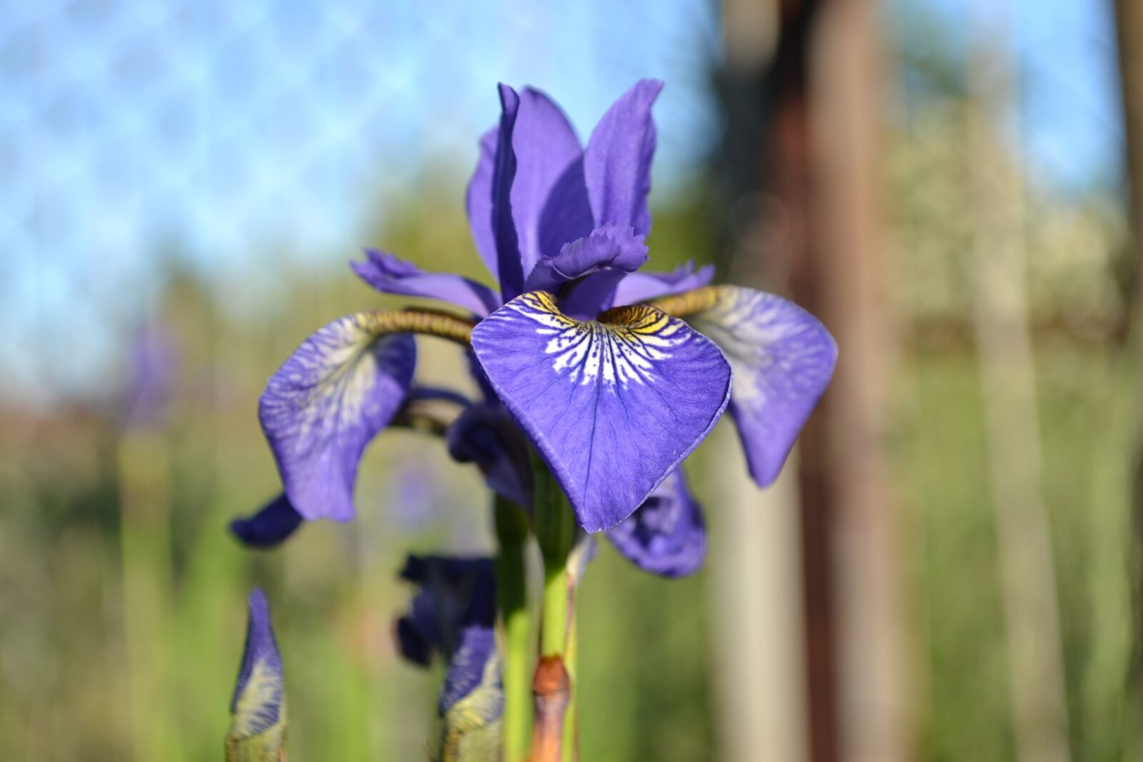 Nikon D3100 sample photo. Iris, flower, plant photography