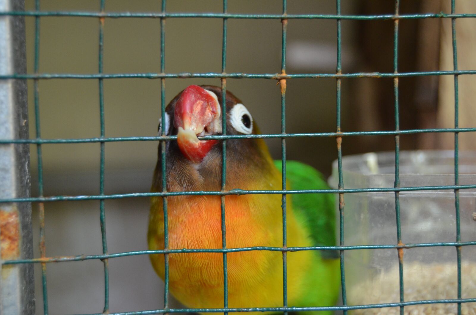 Nikon D5100 sample photo. Bird, cage, love bird photography