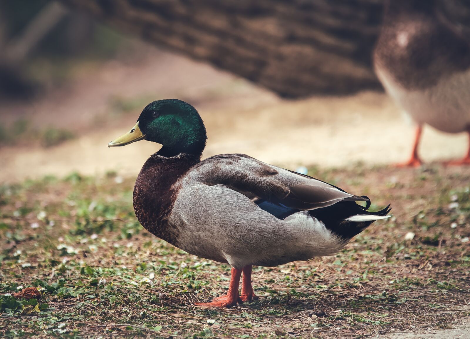 Tamron 70-210mm F4 Di VC USD sample photo. Duck, oca, chicks photography