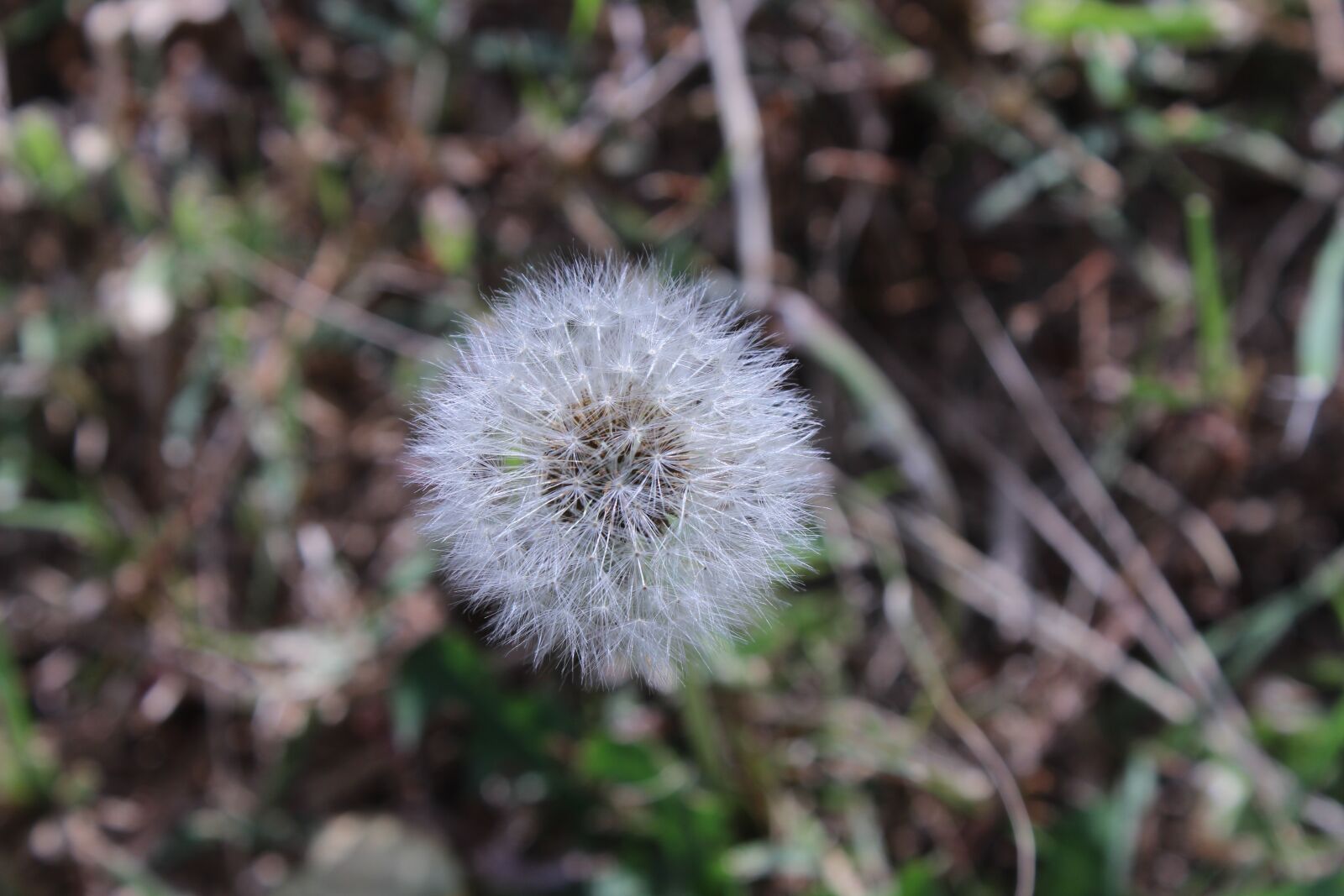 Canon EOS 600D (Rebel EOS T3i / EOS Kiss X5) sample photo. Flower, nature, plant photography