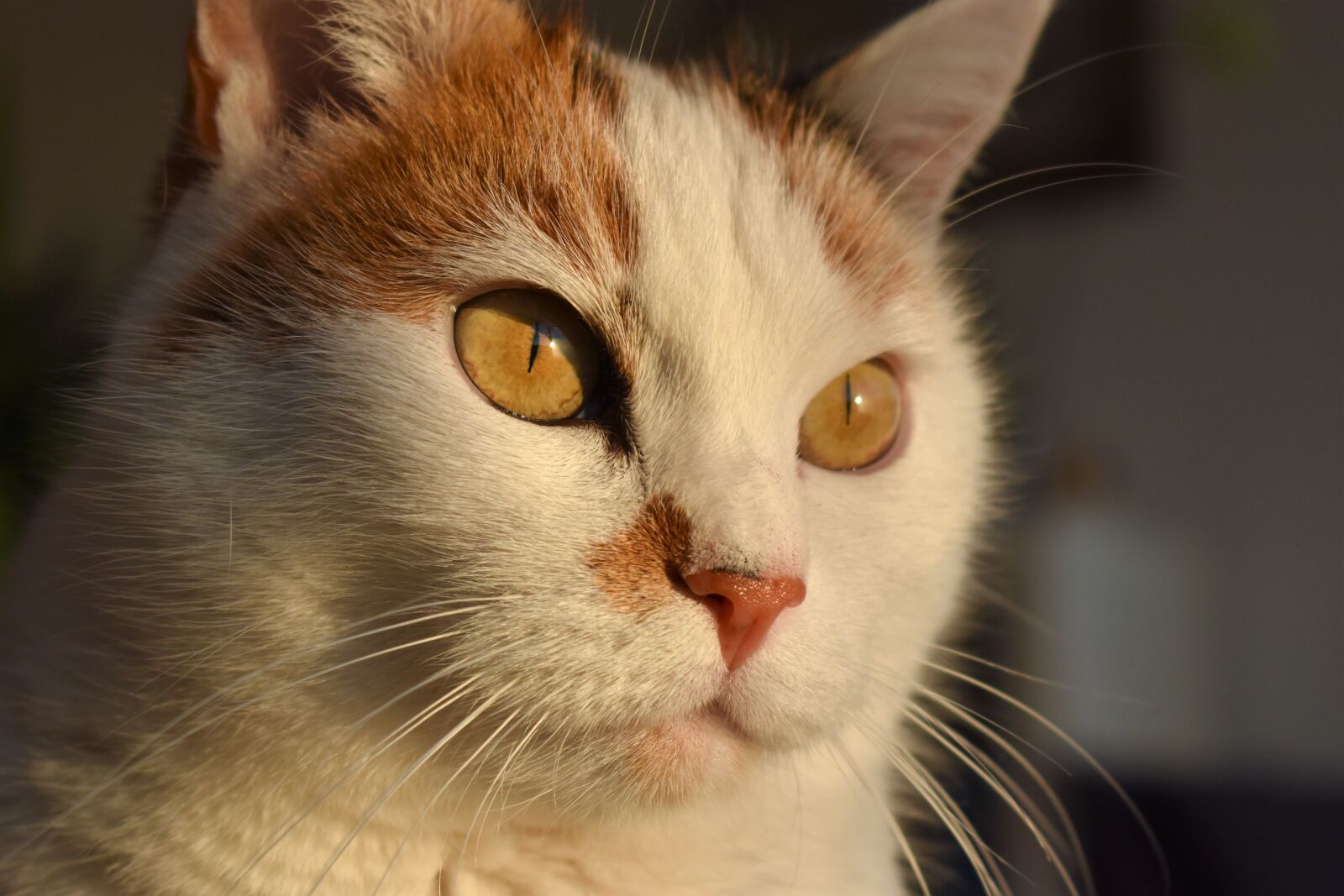Nikon D5500 sample photo. Cat, white, animal photography