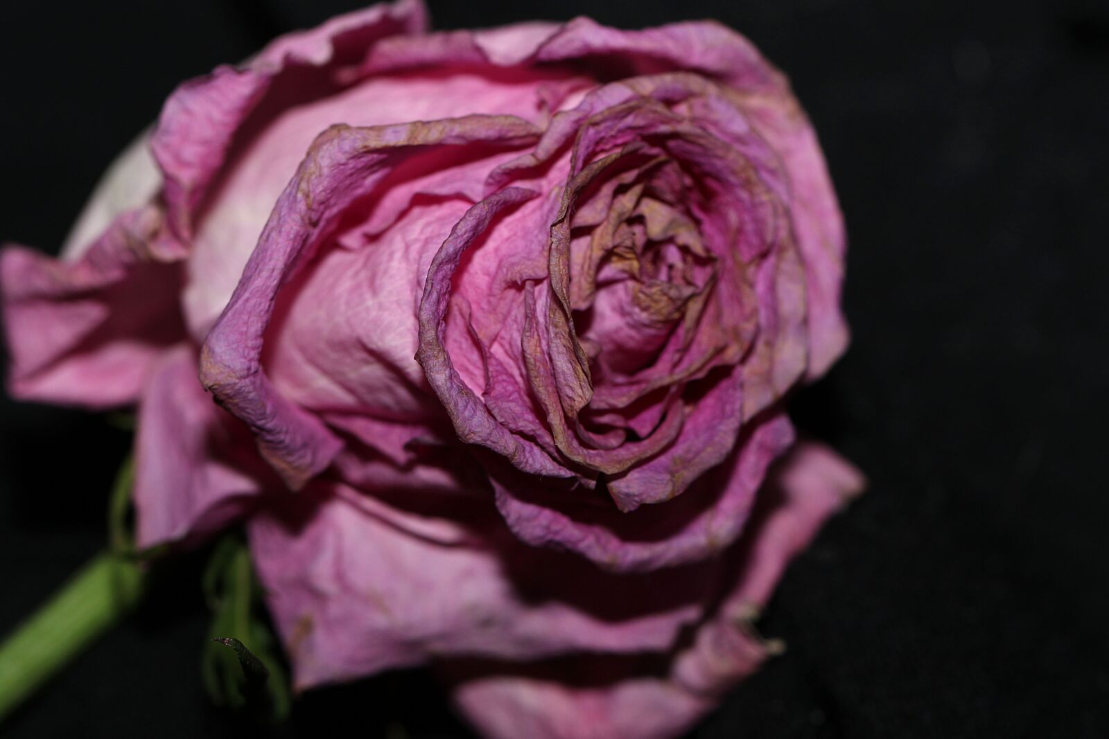 Canon EOS 7D Mark II sample photo. Flower, rose, blossom photography