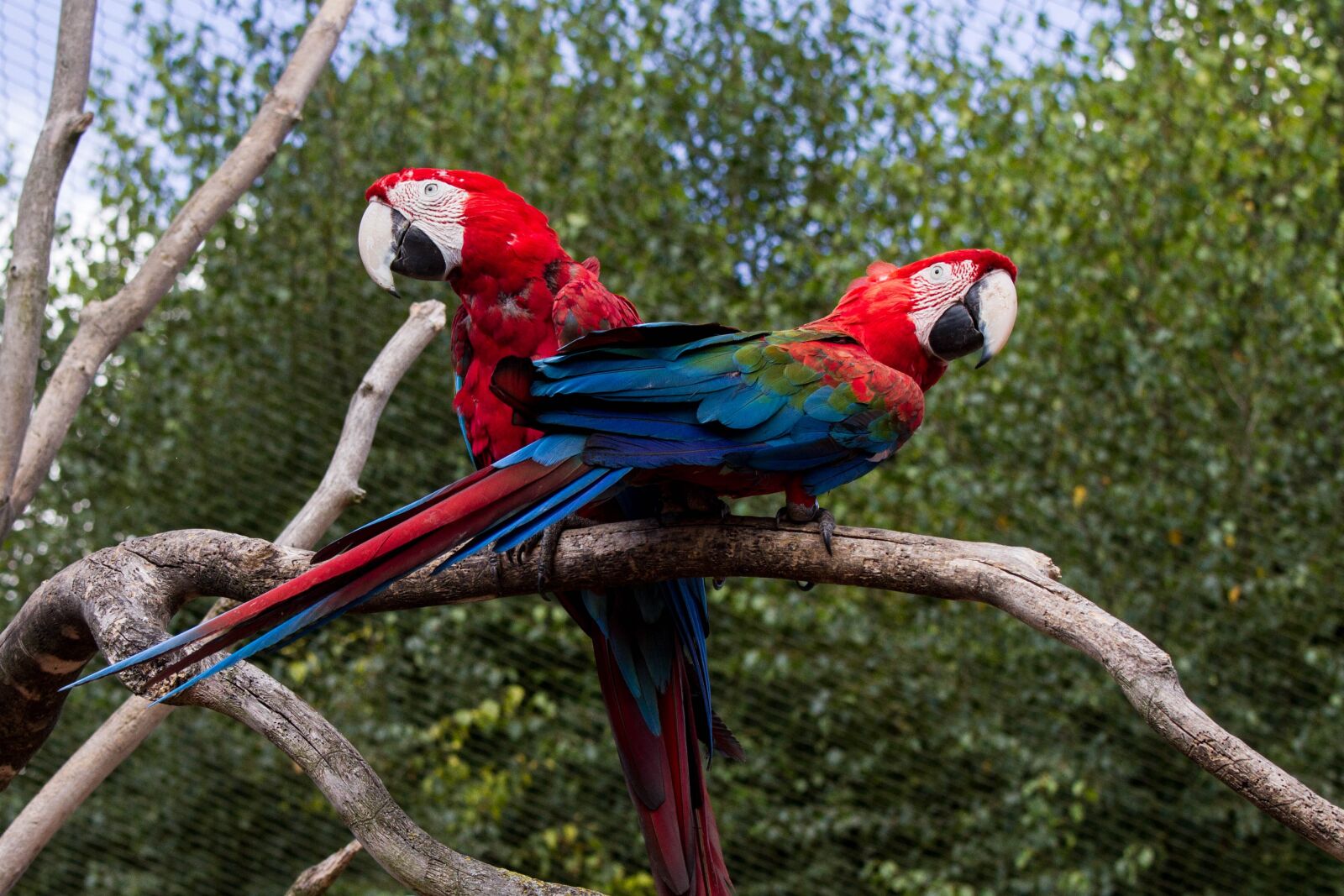 Canon EOS 7D + Canon EF 70-200mm F4L IS USM sample photo. Ara, parrot, colorful photography