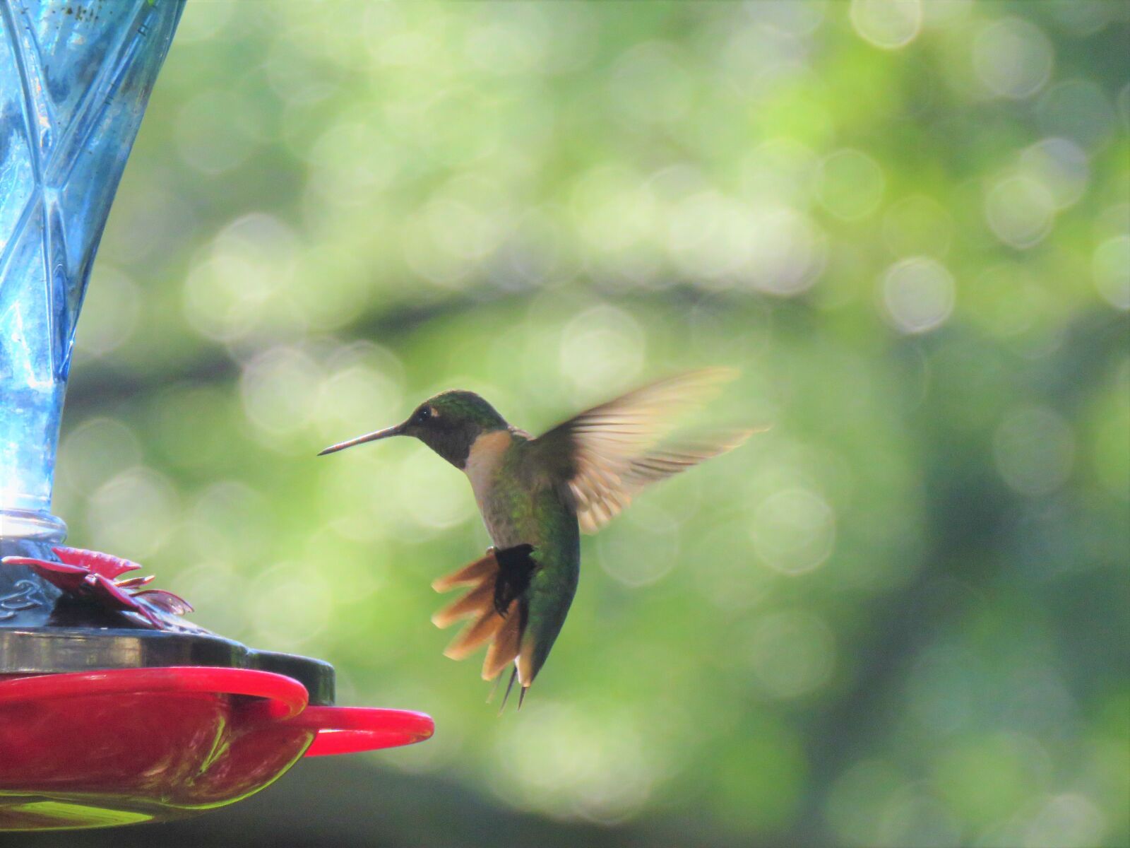 Canon PowerShot SX60 HS sample photo. Bird, hummingbird, in flight photography