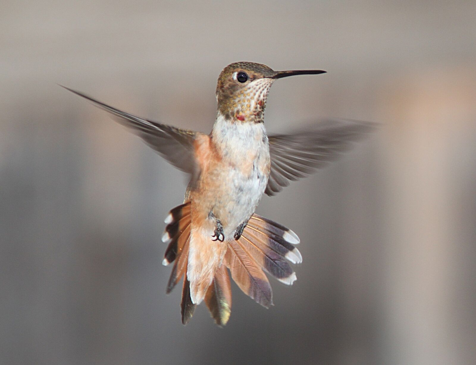 Canon EOS 500D (EOS Rebel T1i / EOS Kiss X3) sample photo. Hummingbird, flying, portrait photography