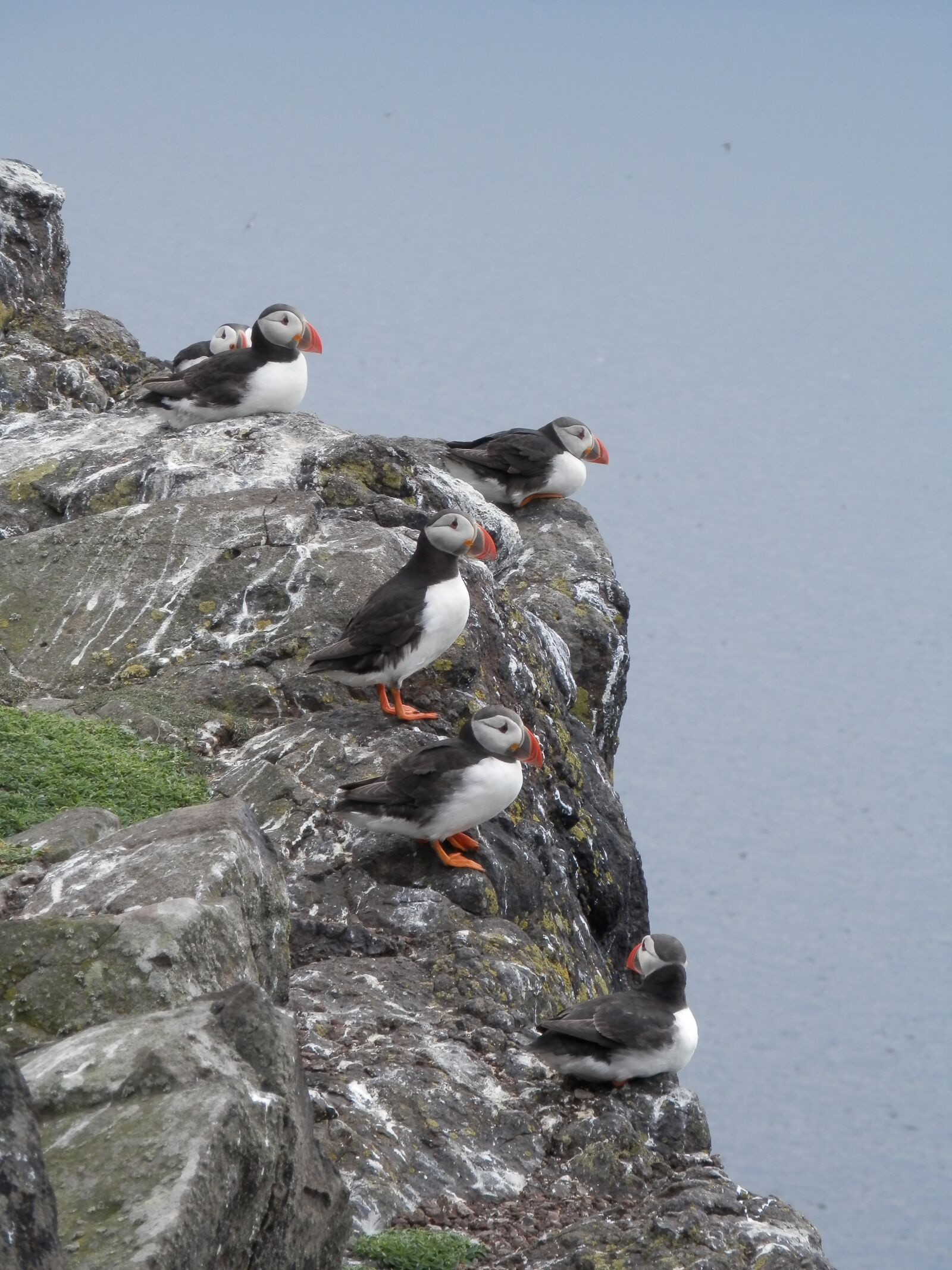 Olympus SZ-14 sample photo. Puffins, seabird, nature photography