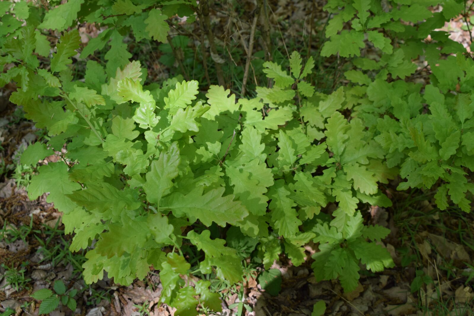 Nikon D3300 sample photo. Forest, green, nature photography