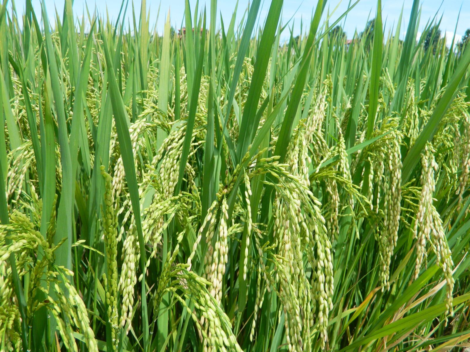 Nikon Coolpix L120 sample photo. Rice, japanese rice, silk photography