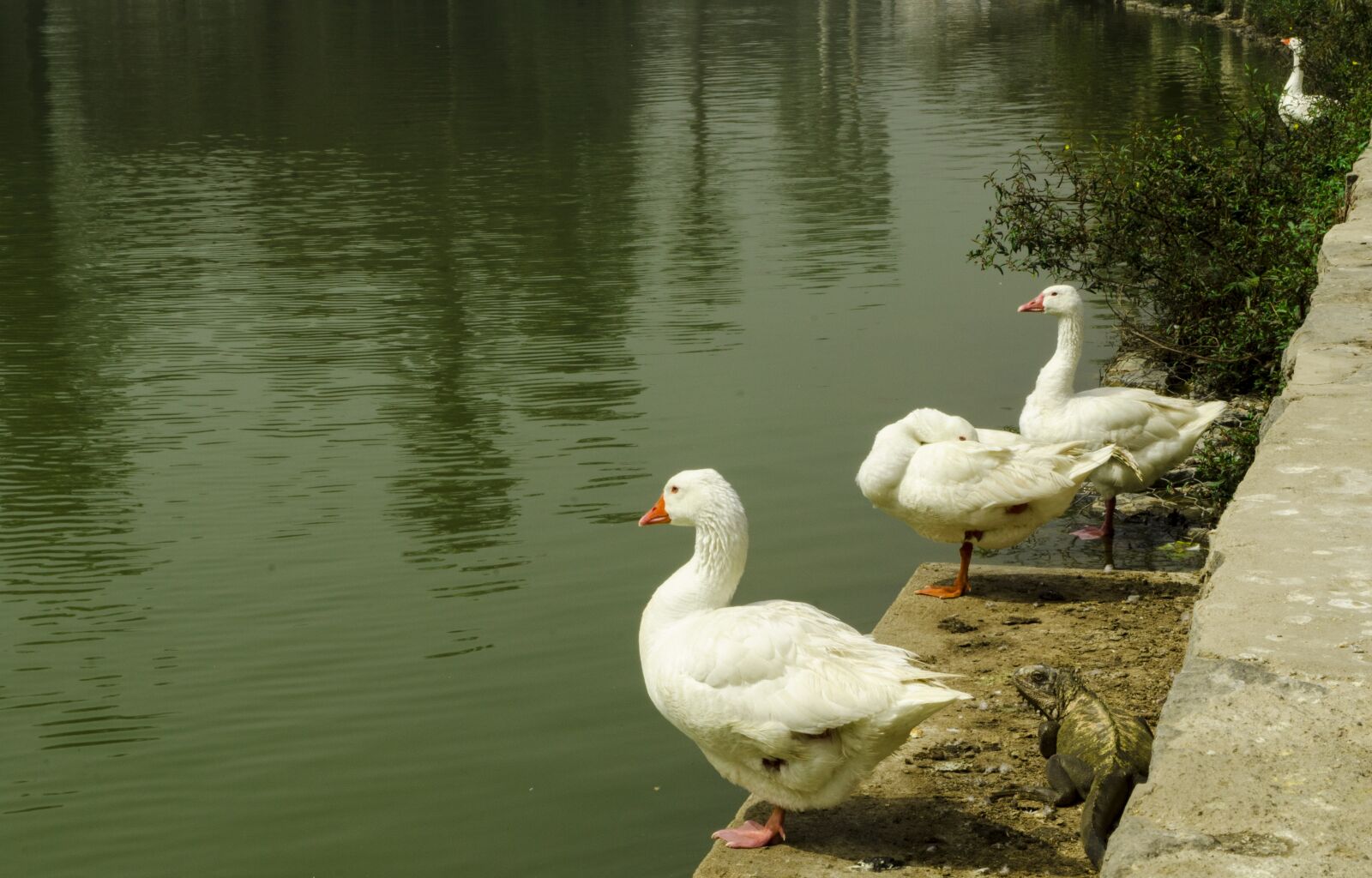 Nikon D7000 sample photo. Peru, country club, lagoon photography
