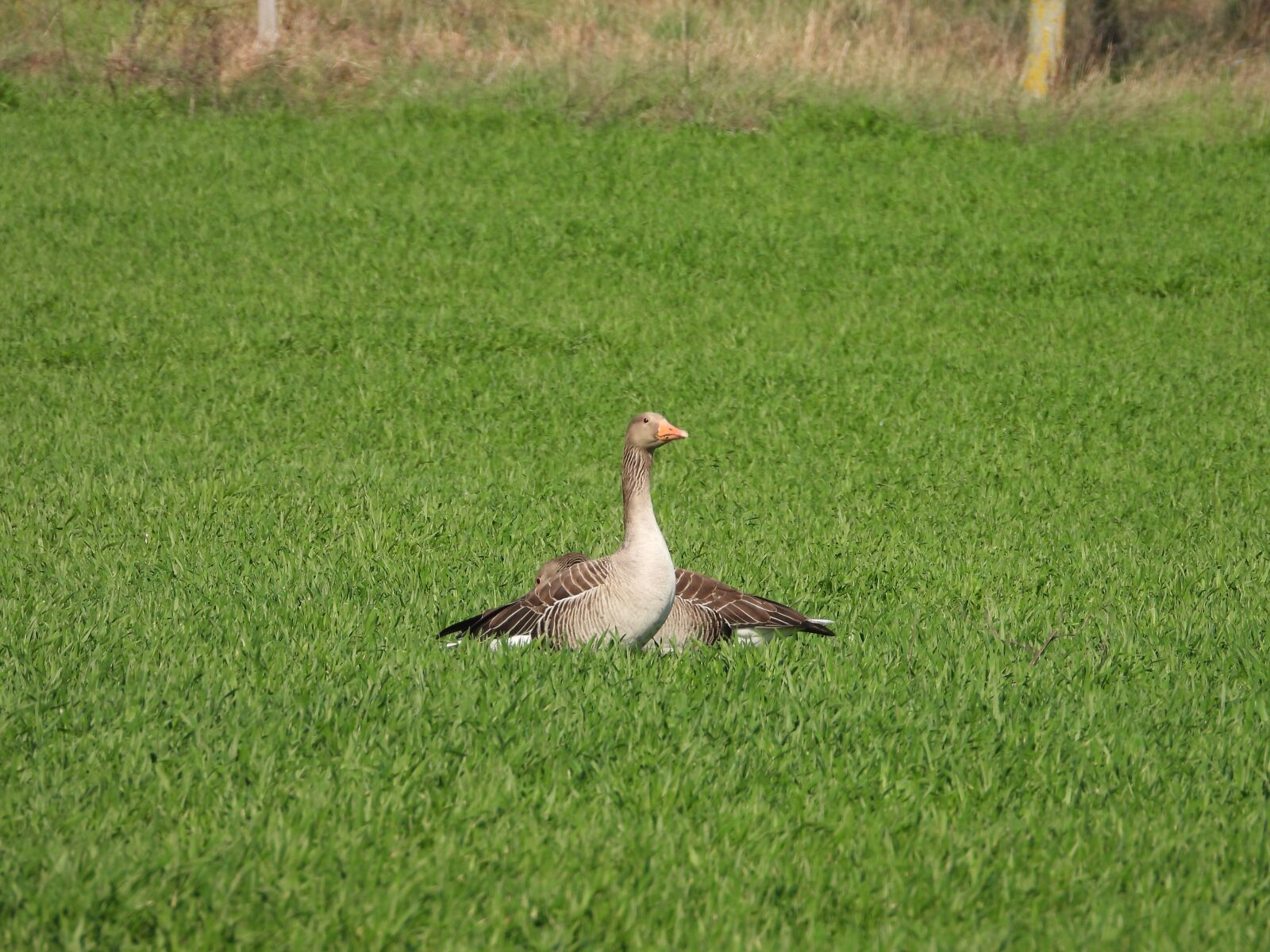 Nikon Coolpix P1000 sample photo. Goose, geese, meadow photography
