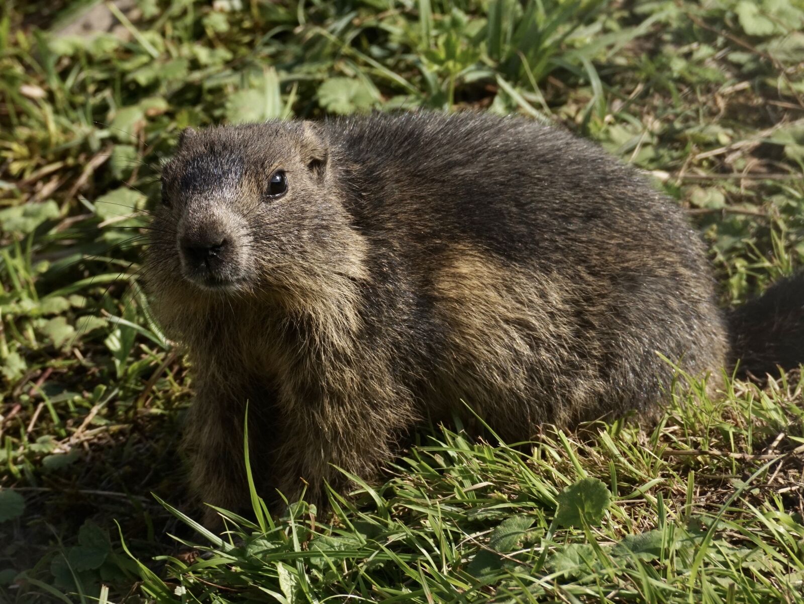 Sony DT 55-300mm F4.5-5.6 SAM sample photo. Marmot, rodent, alpine photography