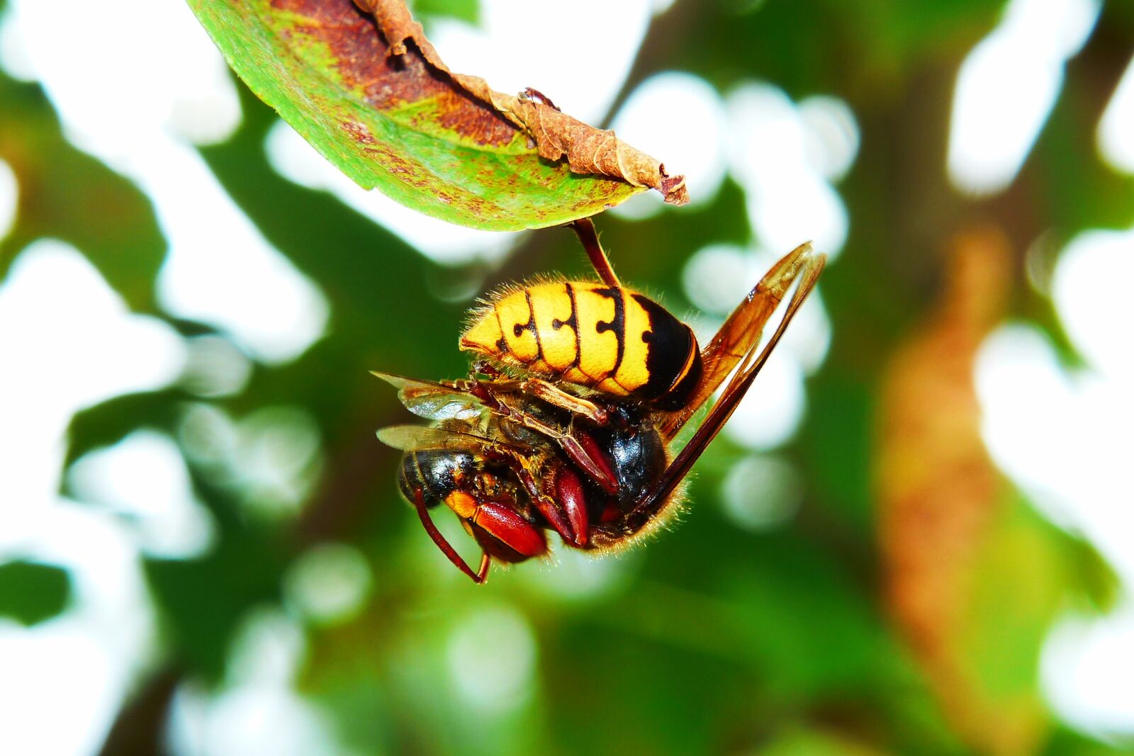 Panasonic Lumix DMC-FZ200 sample photo. European hornet, insect, victim photography