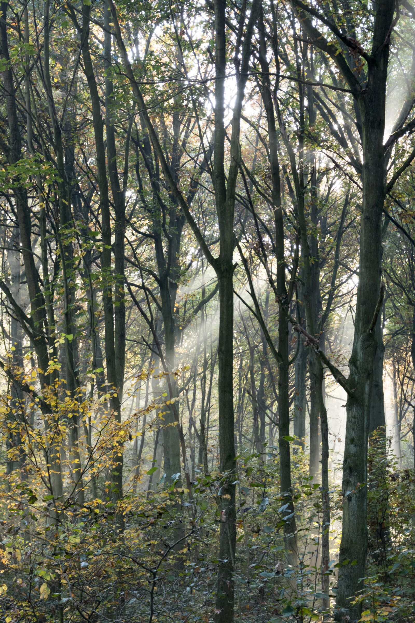 Nikon D7100 sample photo. Wood, sunlight, forest photography