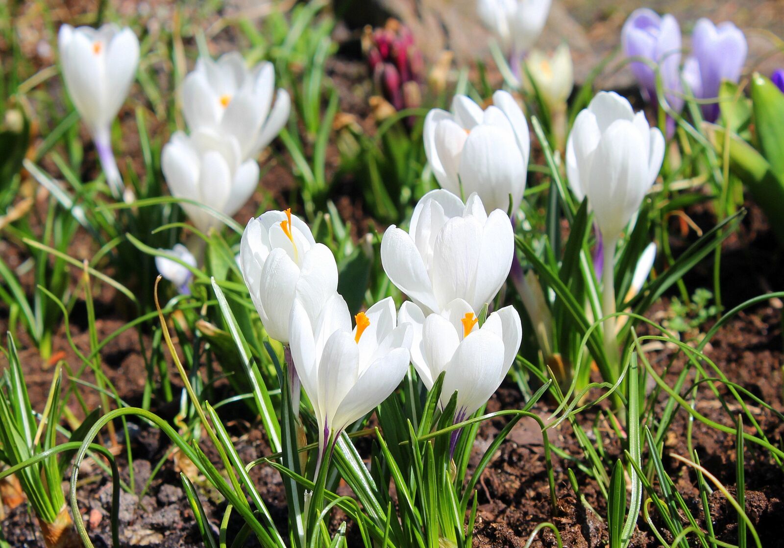 Canon EOS 1200D (EOS Rebel T5 / EOS Kiss X70 / EOS Hi) sample photo. Crocus, white, spring flowers photography