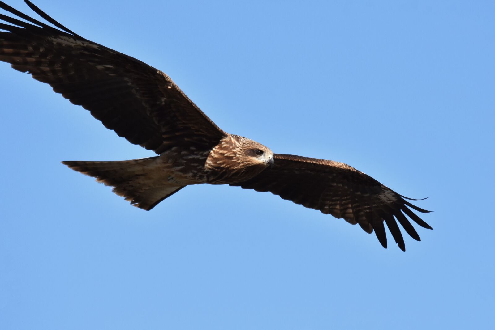 Nikon D7200 sample photo. Animal, sky, bird photography