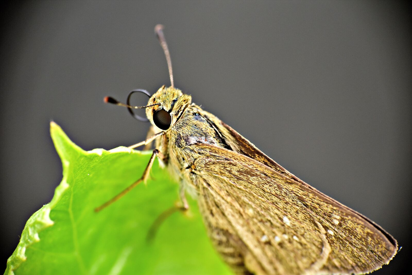Nikon D5600 sample photo. Moth, insect, brown photography