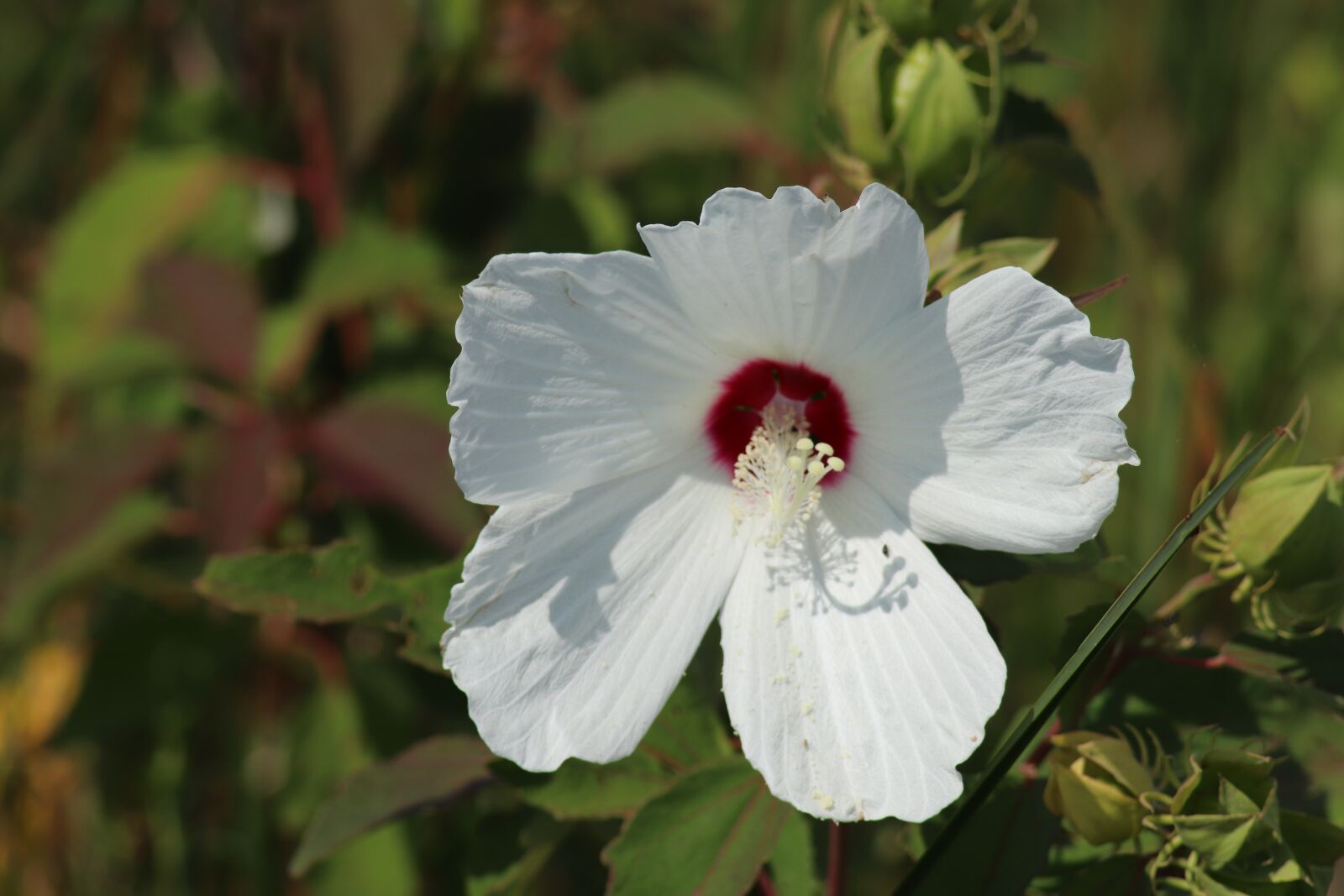 Canon EOS 800D (EOS Rebel T7i / EOS Kiss X9i) sample photo. Virginia flower, white flower photography