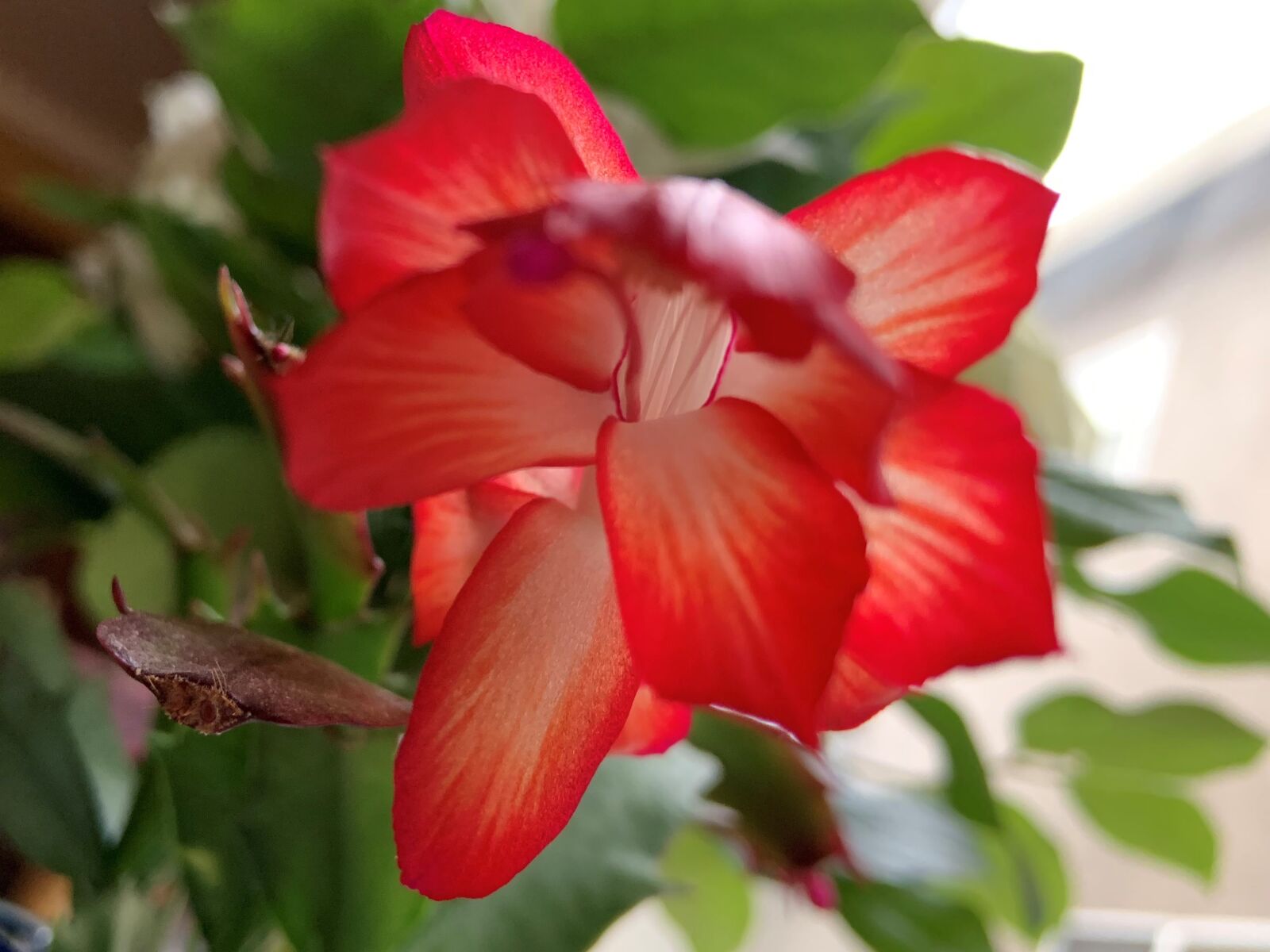 Apple iPhone XR sample photo. Christmas cactus, flower, cactus photography