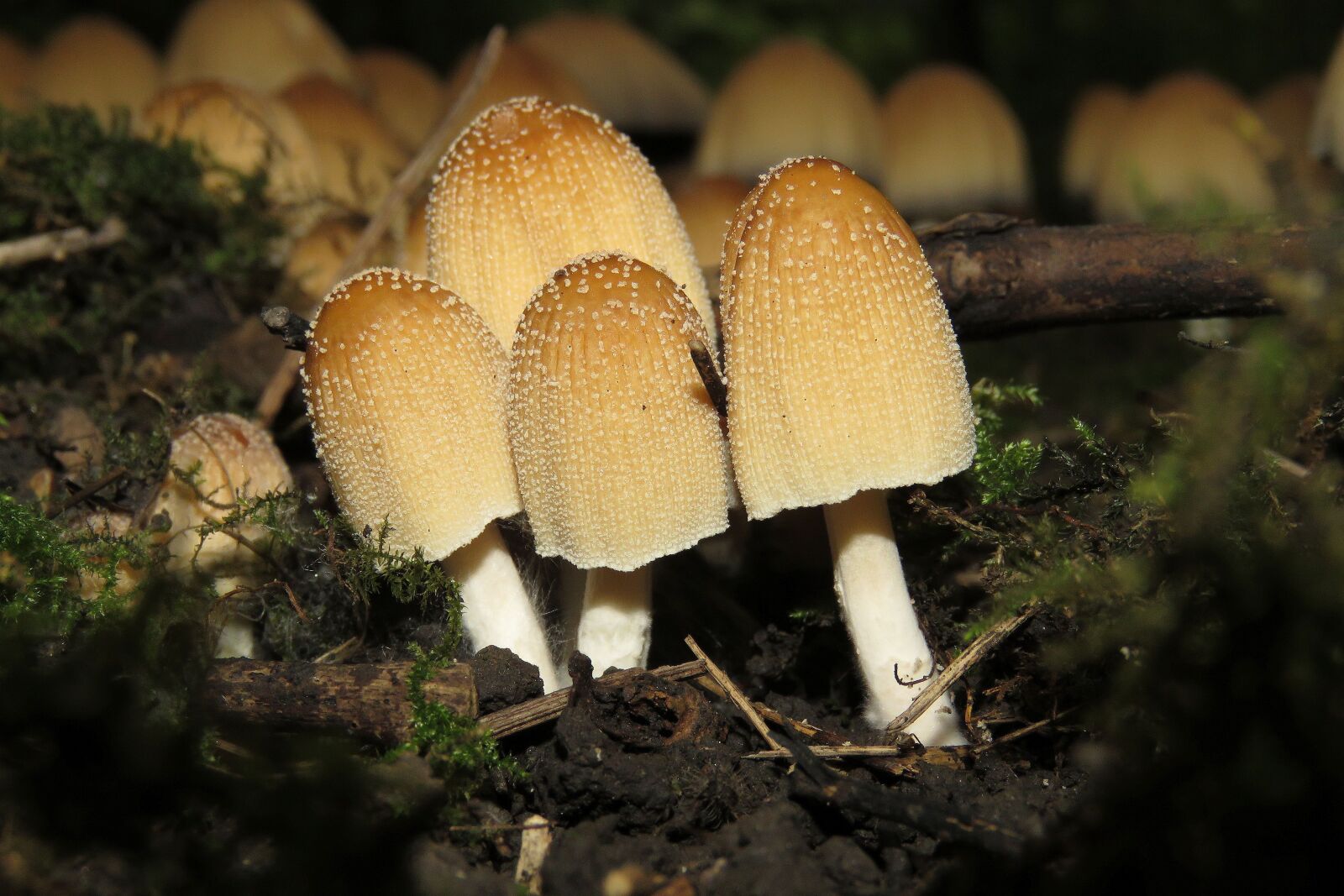 Canon PowerShot SX60 HS sample photo. Fungi, forest, mushroom photography