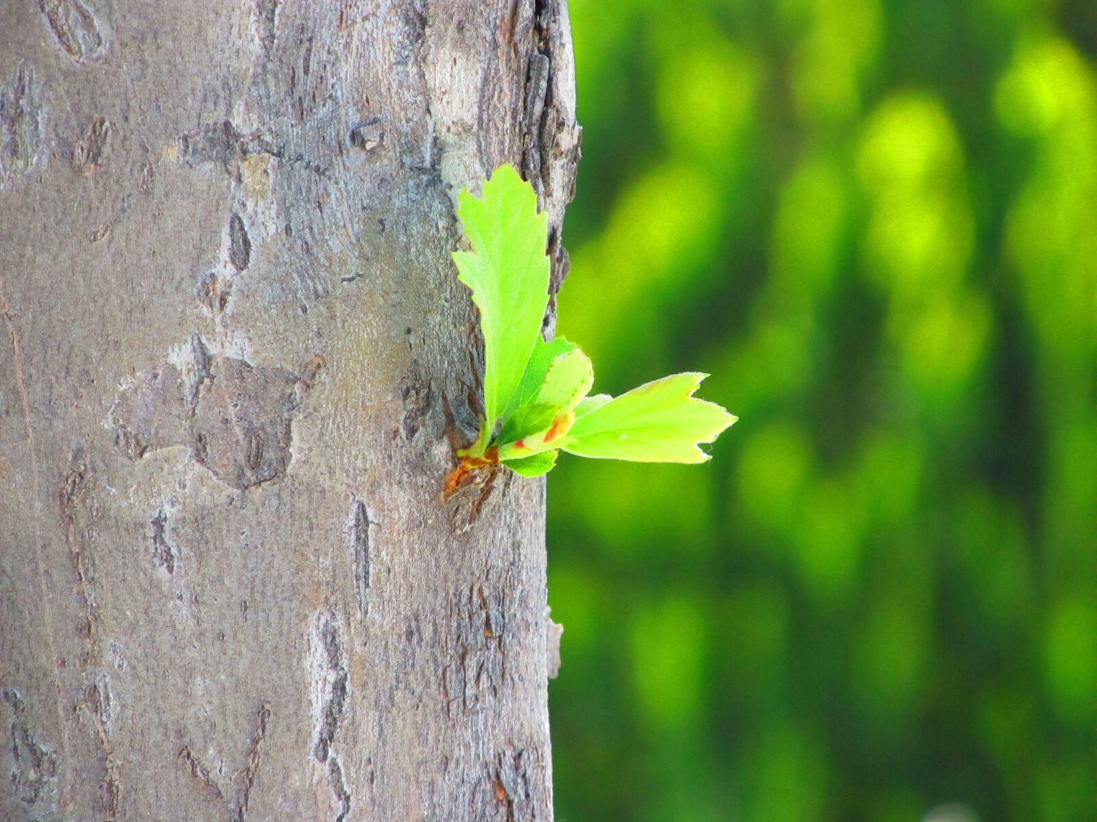 Canon PowerShot SX130 IS sample photo. Flower, summer, nakhchivan photography