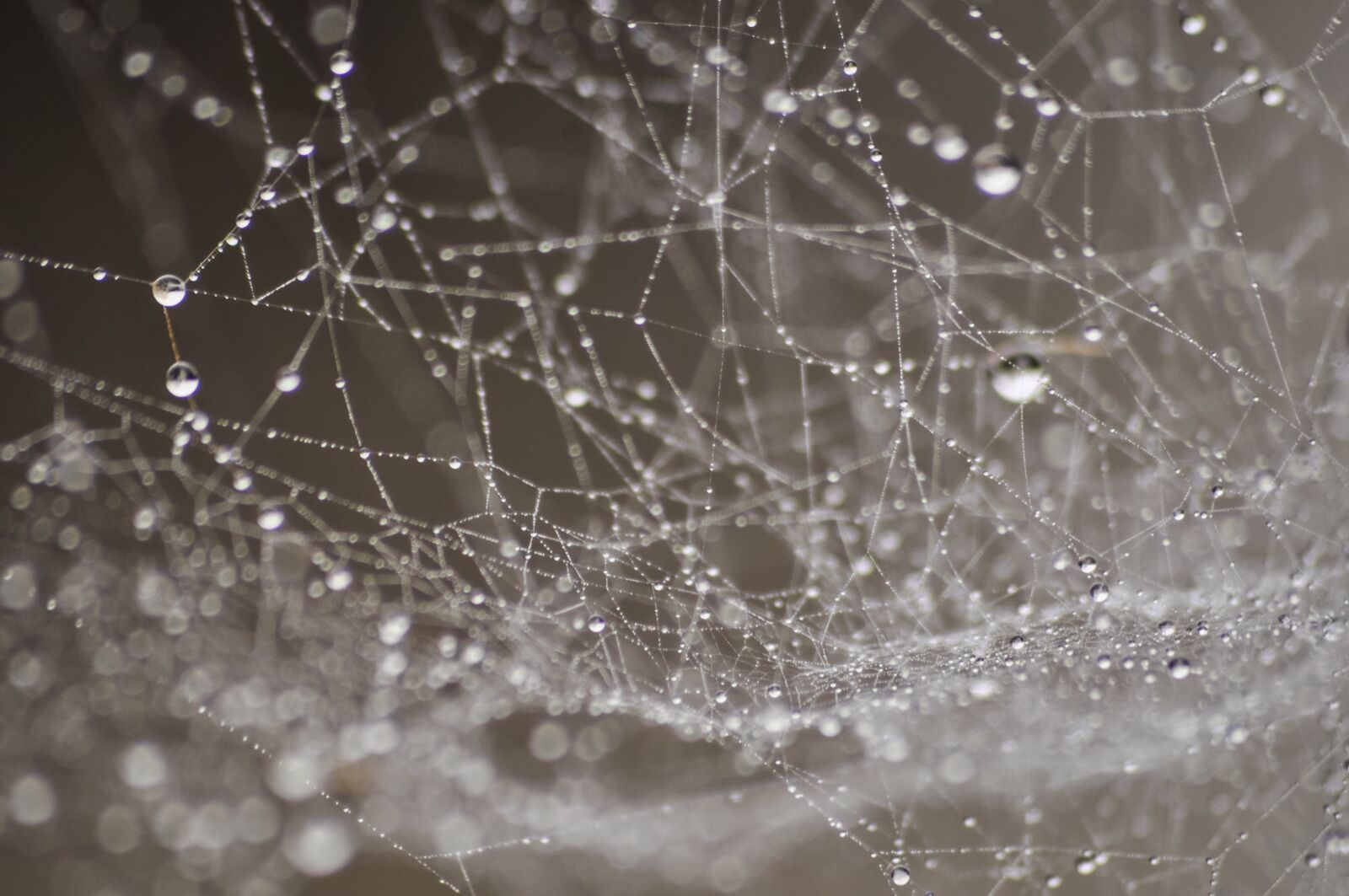 Nikon D90 sample photo. Dew, water, drop photography