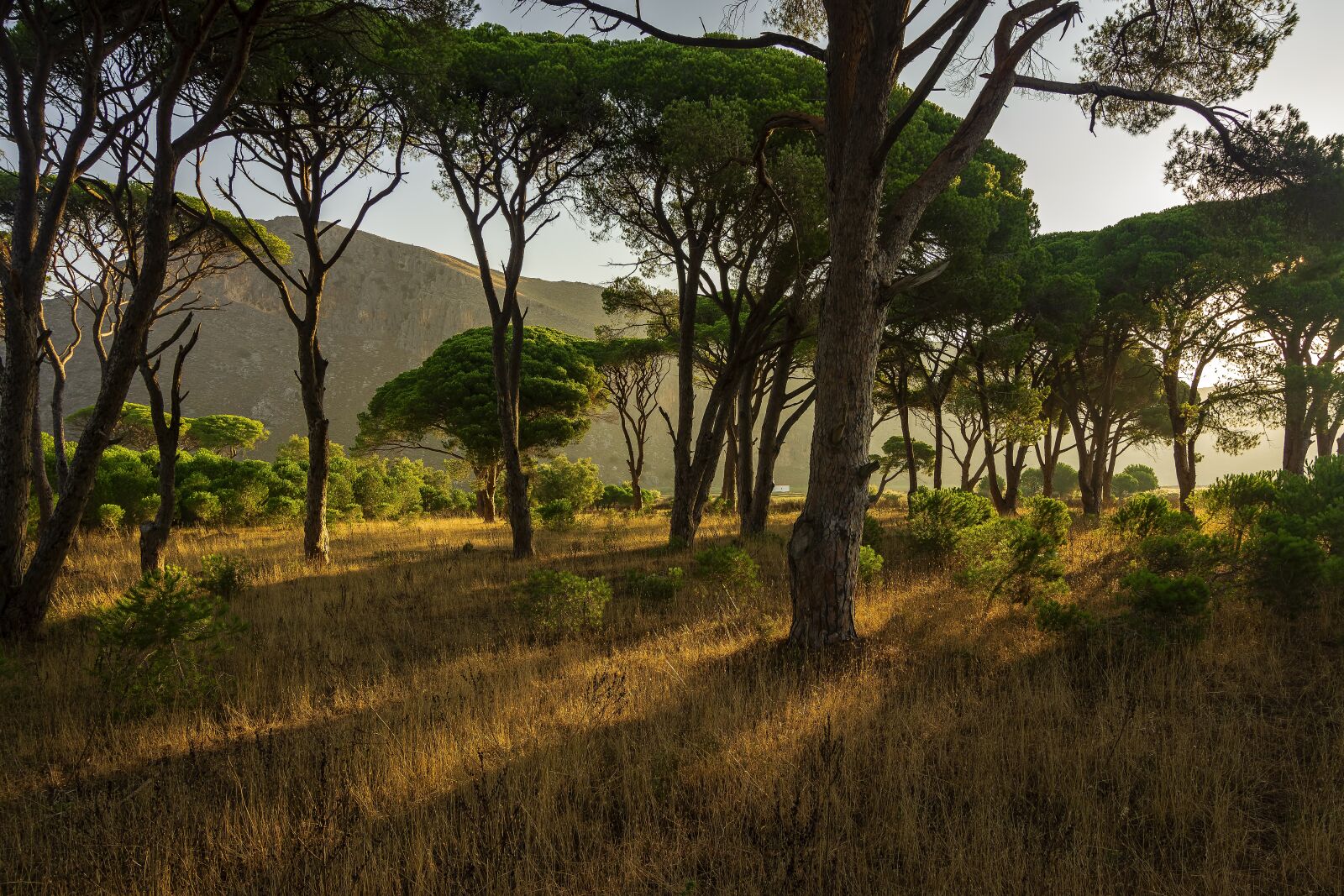 Tokina AT-X Pro 11-16mm F2.8 DX II sample photo. Trees, forest, summer photography