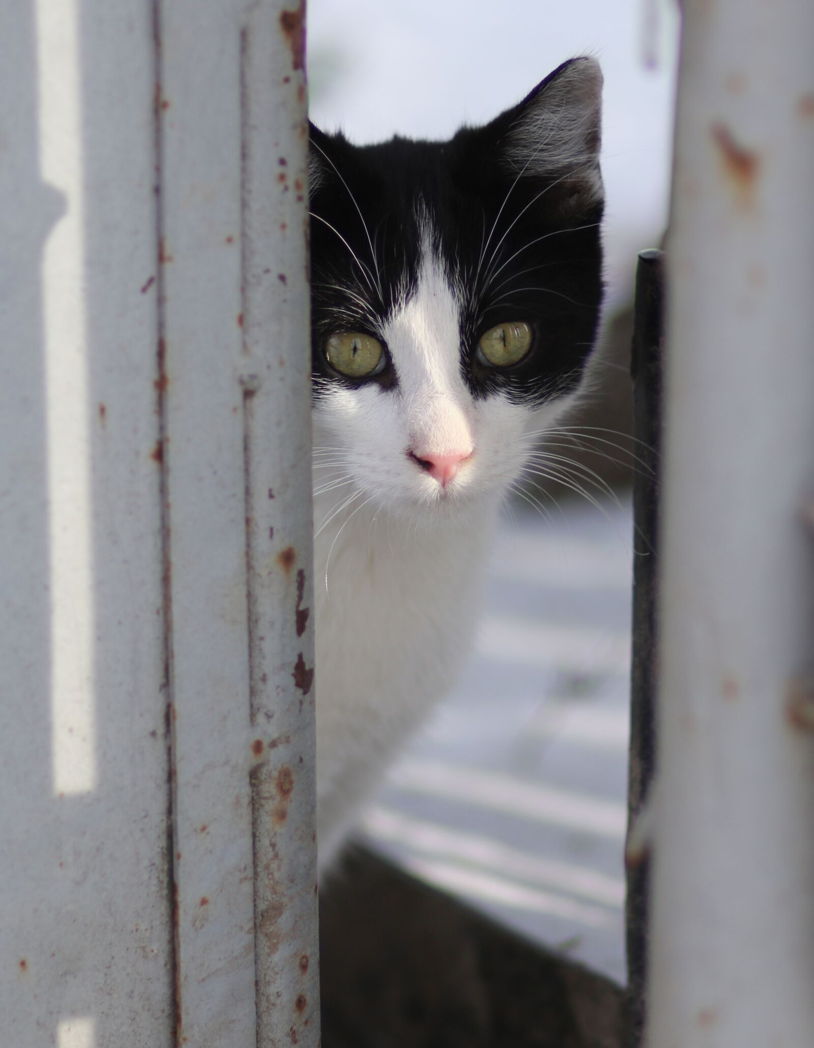 Canon EF 85mm F1.8 USM sample photo. Cat, white, black photography