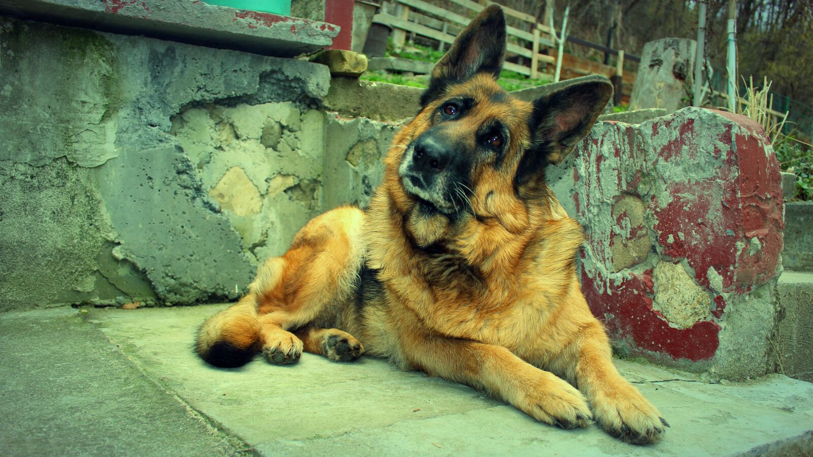 Canon EOS 1200D (EOS Rebel T5 / EOS Kiss X70 / EOS Hi) sample photo. Dog, funny, funny dog photography