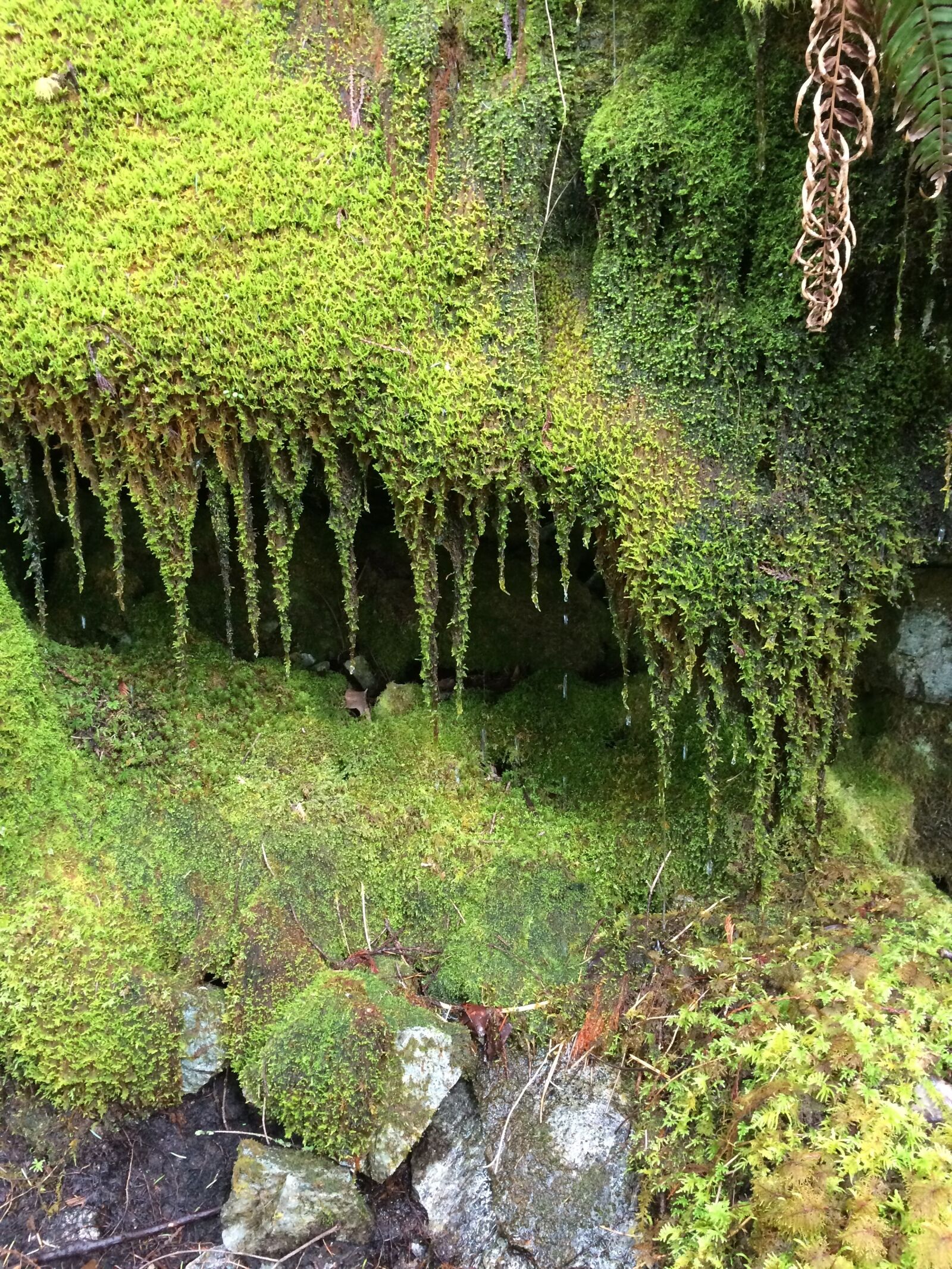 iPhone 5s back camera 4.12mm f/2.2 sample photo. Moss, rain, forest photography