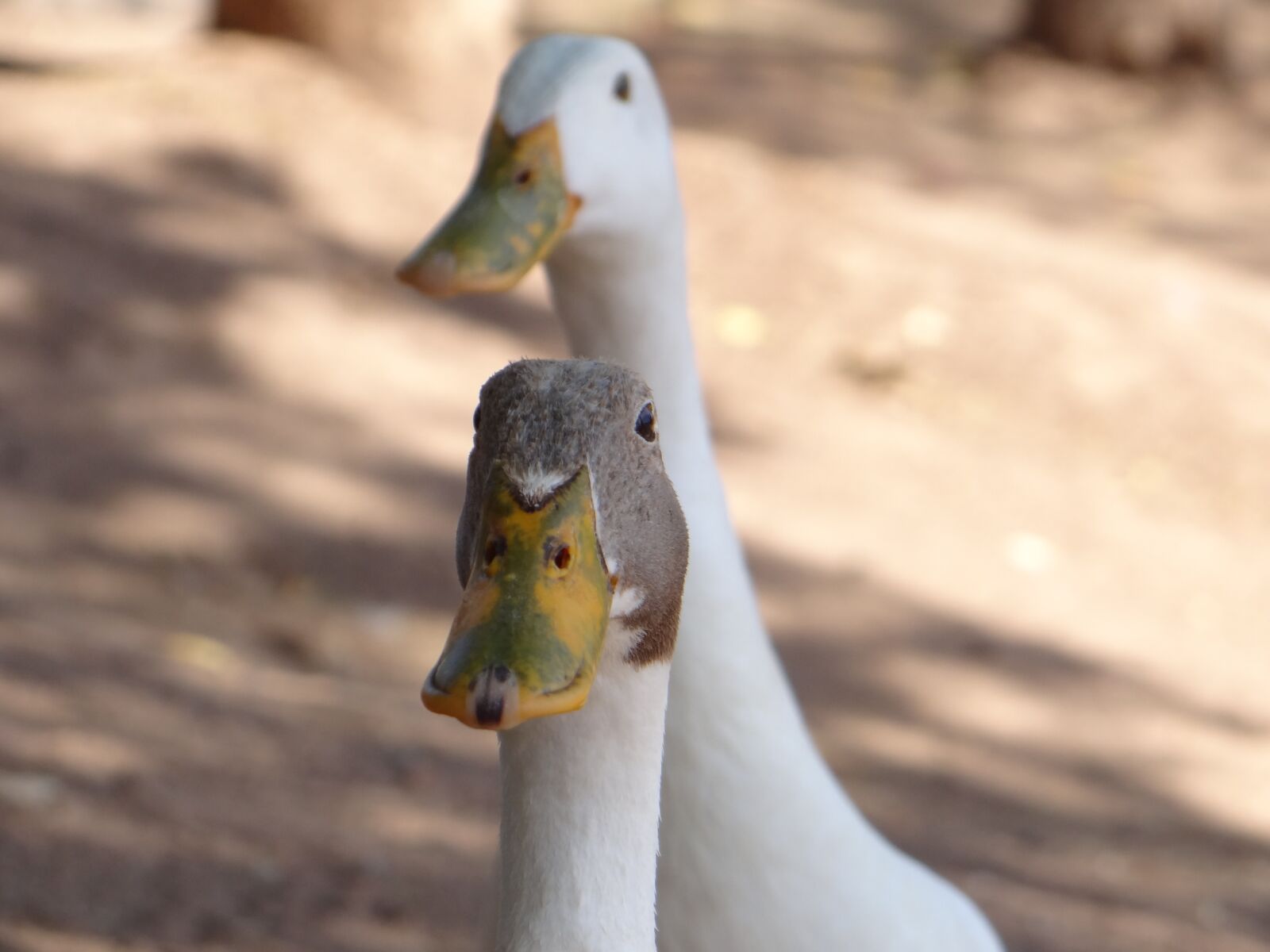 Sony Cyber-shot DSC-HX100V sample photo. Ducks, animals, wild photography