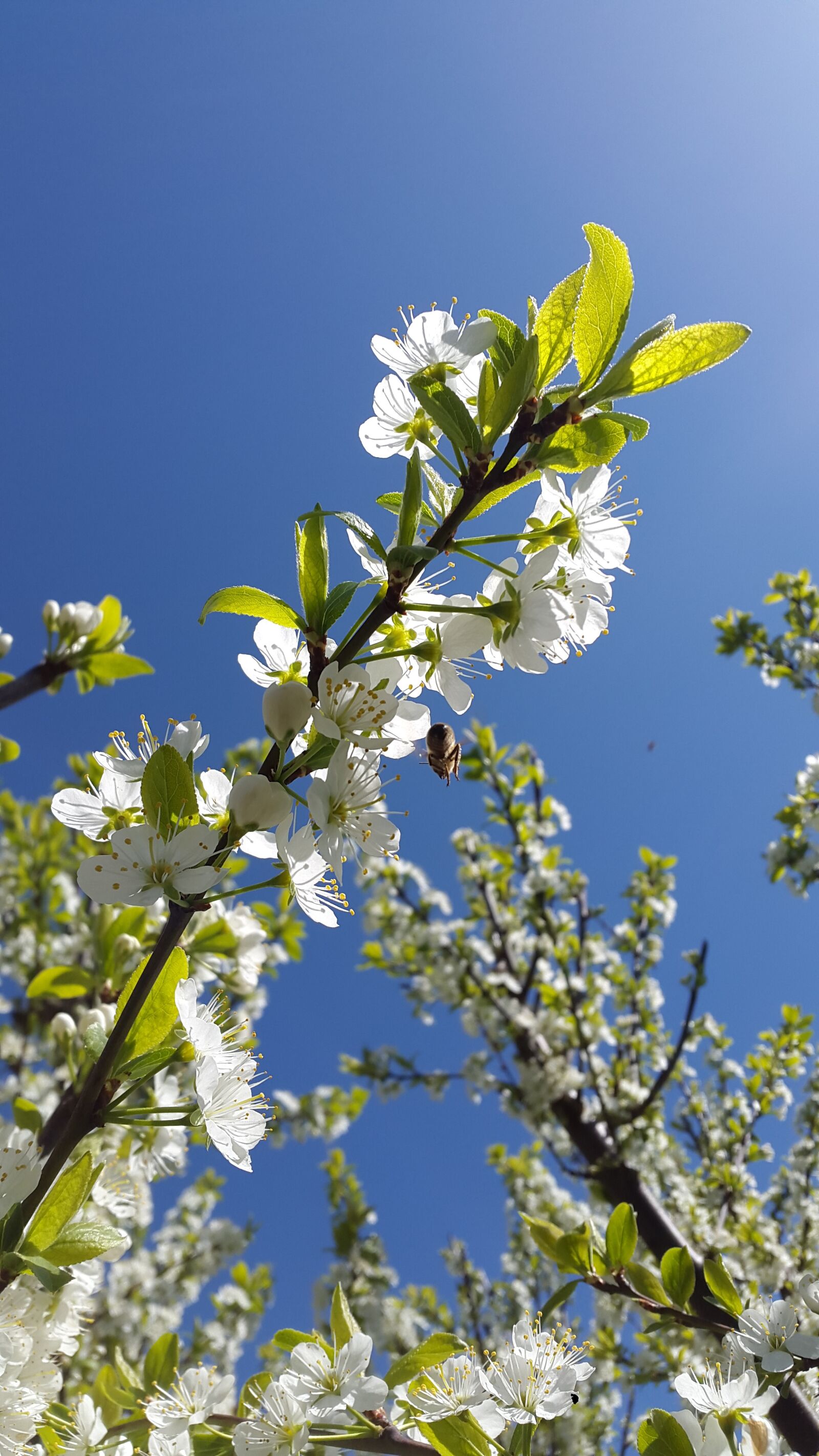 Samsung Galaxy Alpha sample photo. Fruit tree, flourished, branch photography