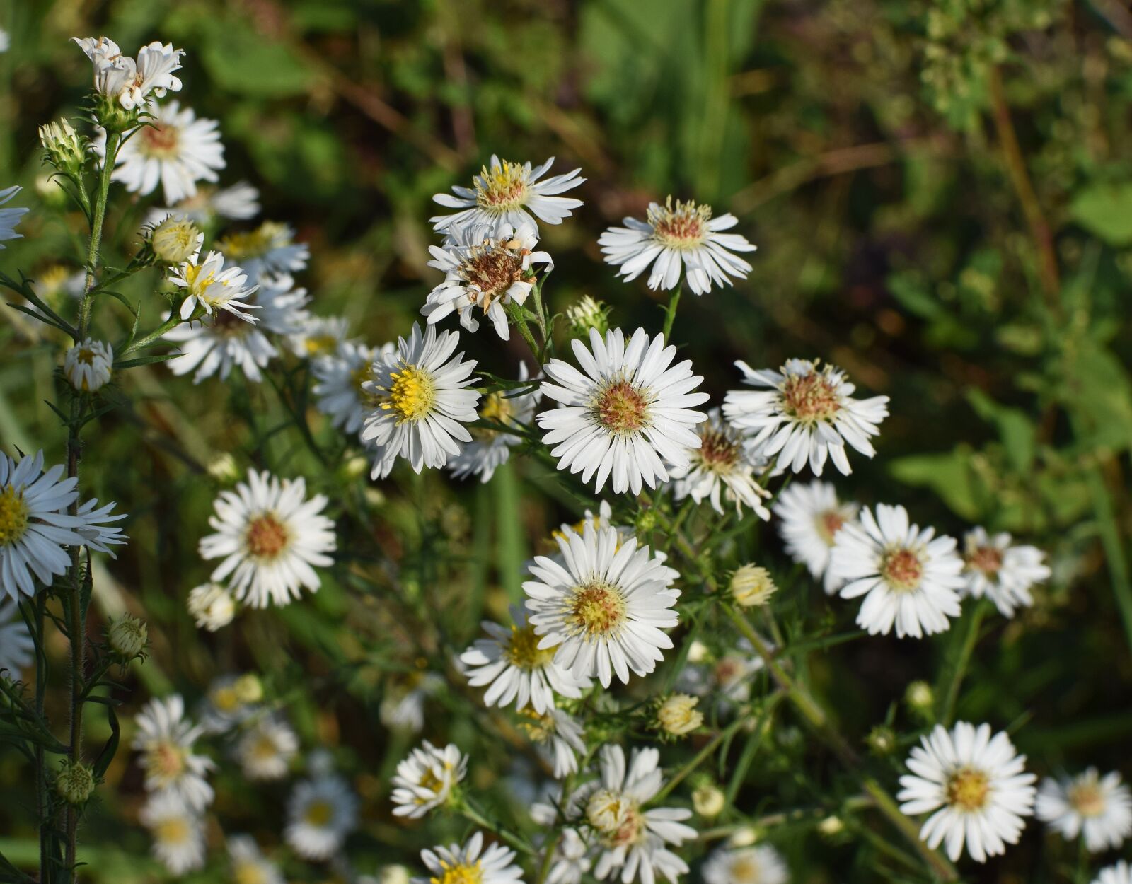 Nikon D3300 sample photo. White aster, wildflower, flower photography