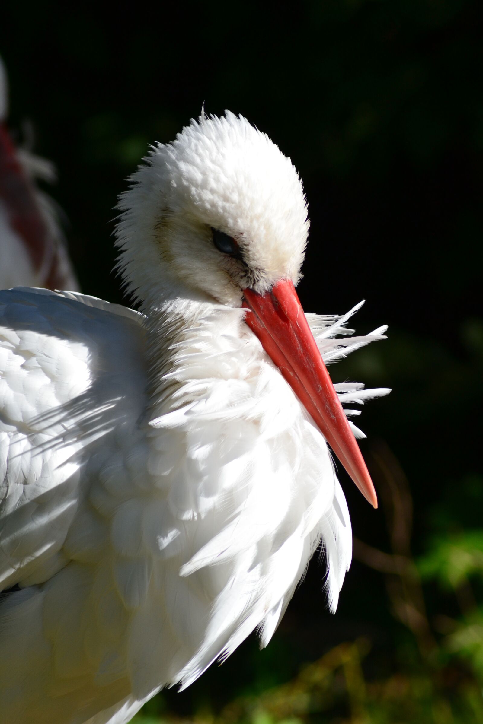 Nikon D3100 sample photo. Stork, white stork, rattle photography