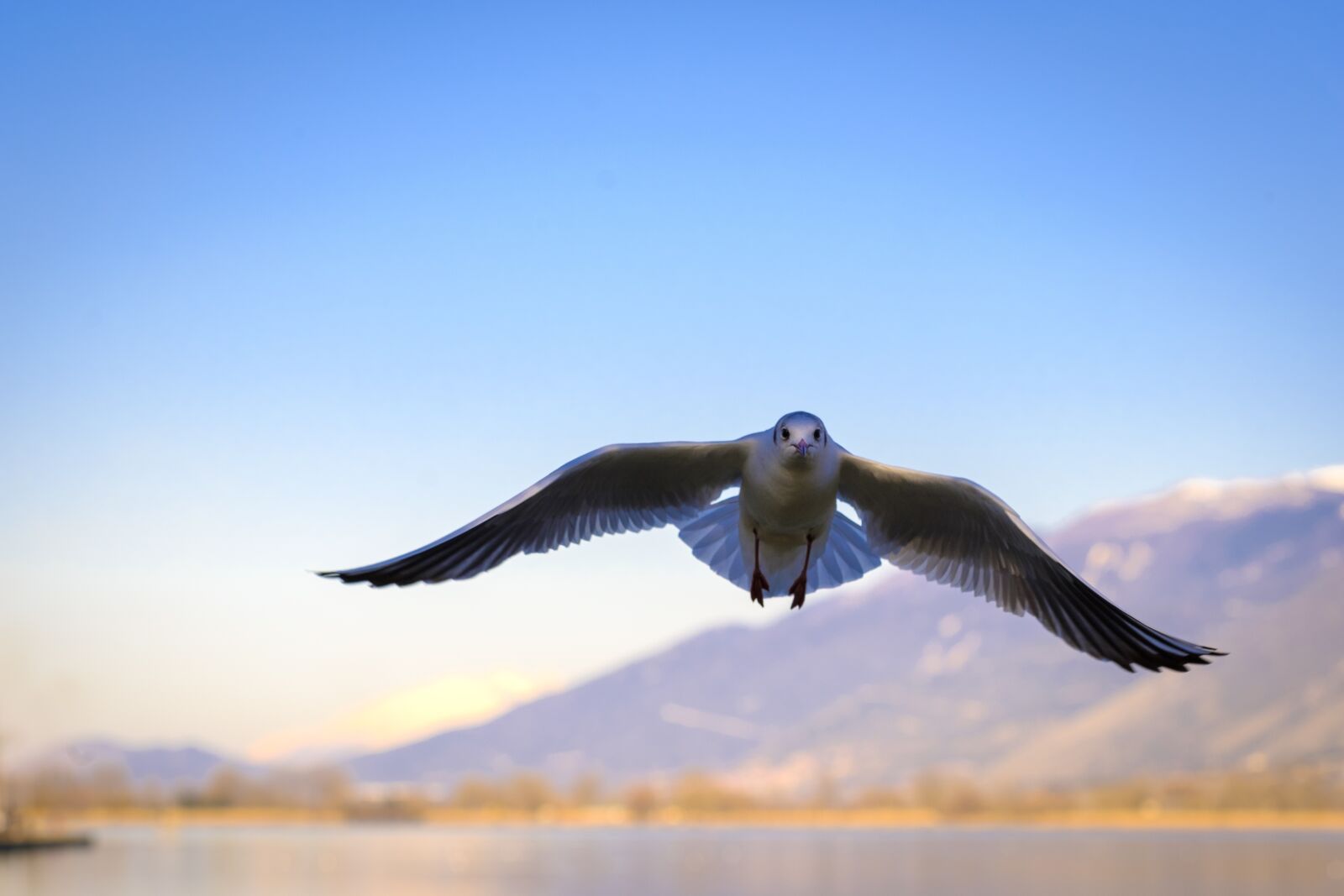 Fujifilm X-T20 sample photo. Seagull, bird, i'm flying photography