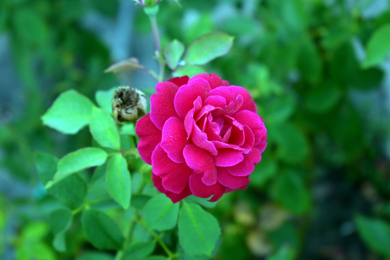 Nikon D5600 sample photo. Red rose, red, flower photography