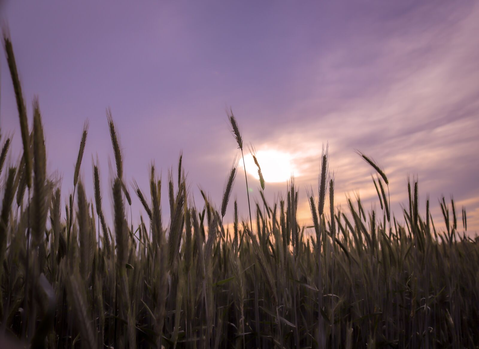 Canon EOS 200D (EOS Rebel SL2 / EOS Kiss X9) sample photo. Cereals, sky, sunset photography