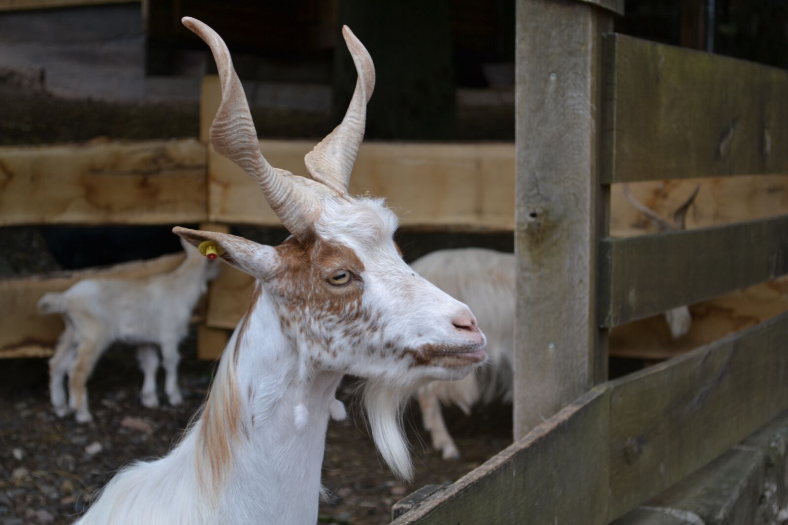 Nikon D3100 sample photo. Goat, zoo, billy goat photography