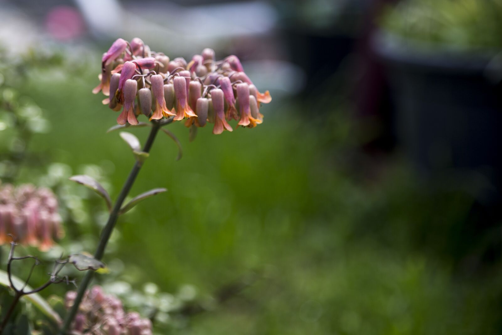 Canon EOS 6D sample photo. Plant, flower, nature photography
