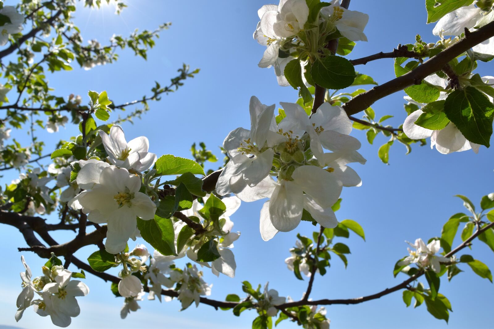 Nikon D5300 sample photo. Fruit tree blossoming, spring photography