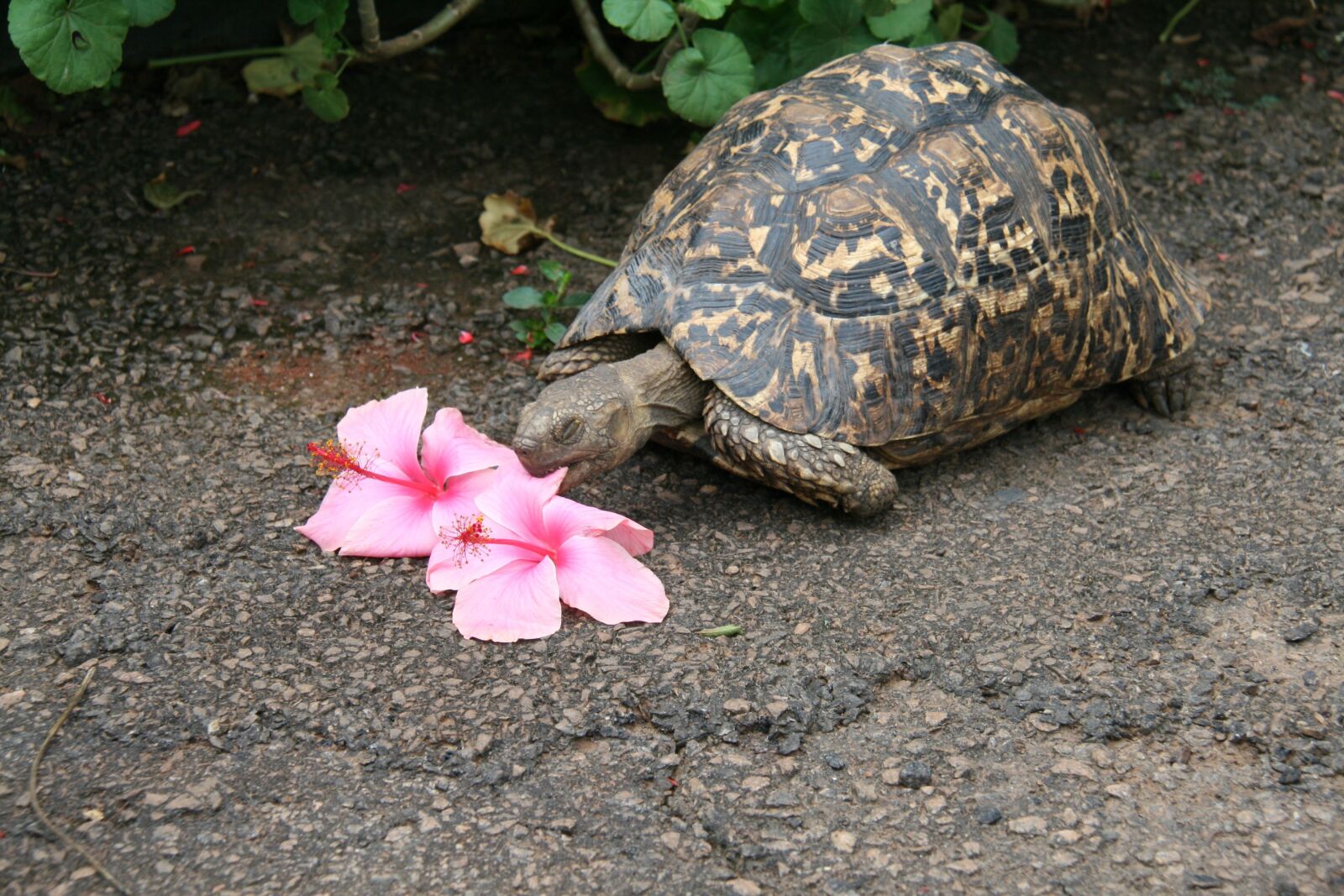 Canon EOS 400D (EOS Digital Rebel XTi / EOS Kiss Digital X) sample photo. Turtle, tortoise, flower eater photography