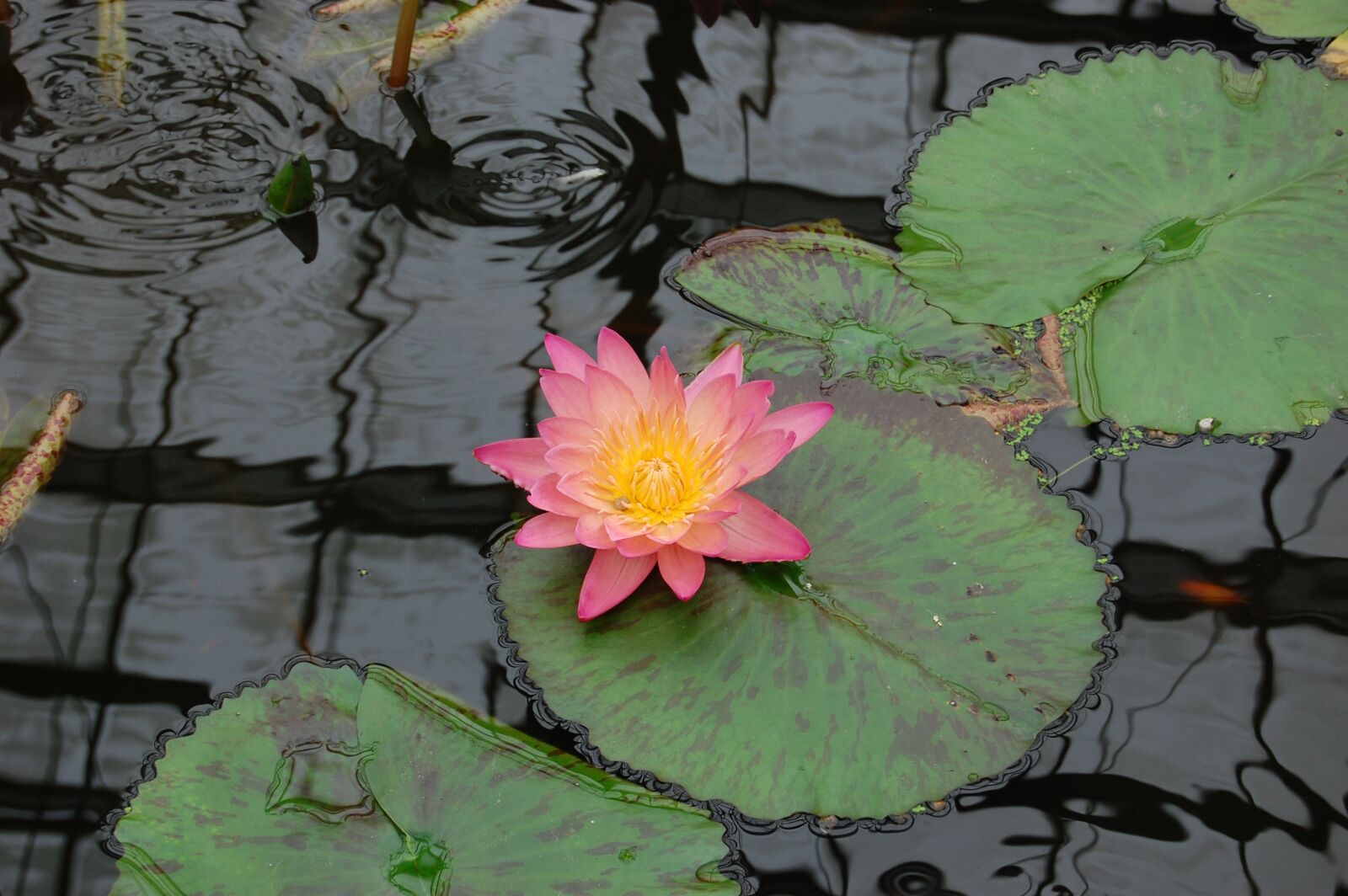 Nikon D40 sample photo. Pond, lotus, aquatic photography