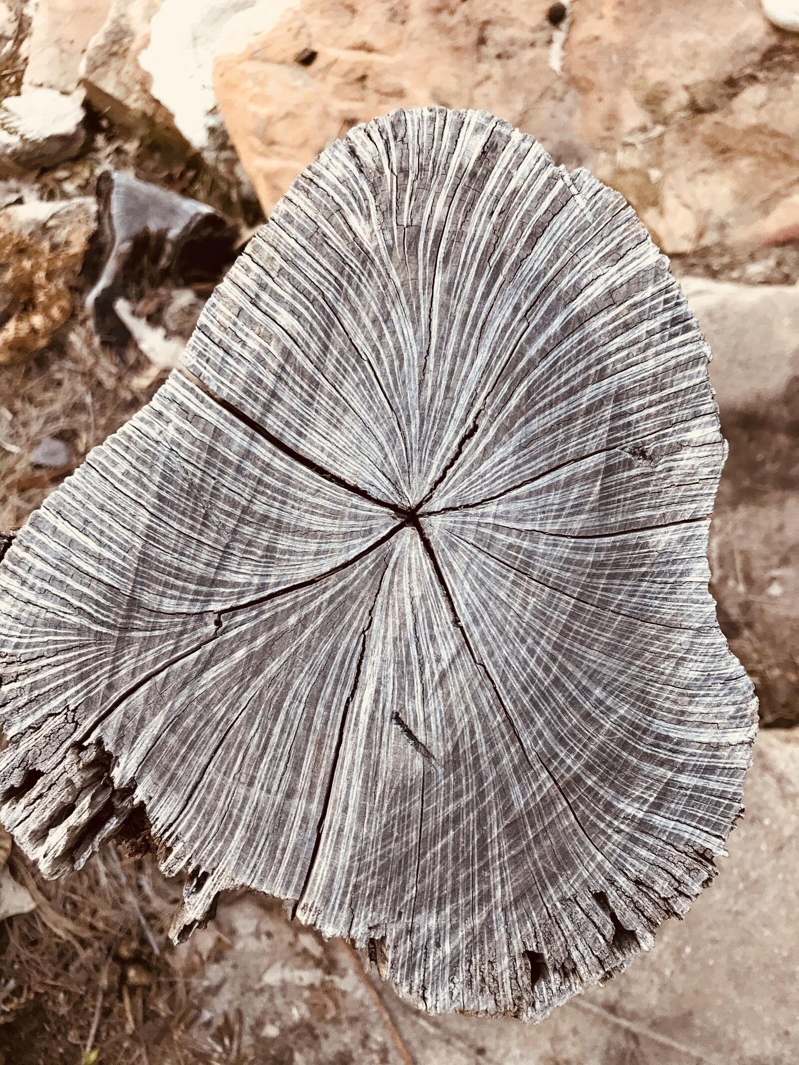 iPhone 7 back camera 3.99mm f/1.8 sample photo. Blackandwhite, tree, nature photography
