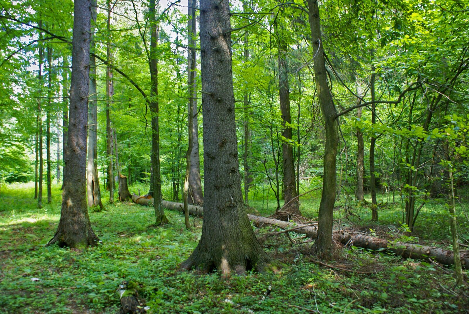 Sony Alpha DSLR-A100 sample photo. Forest, green, tree photography
