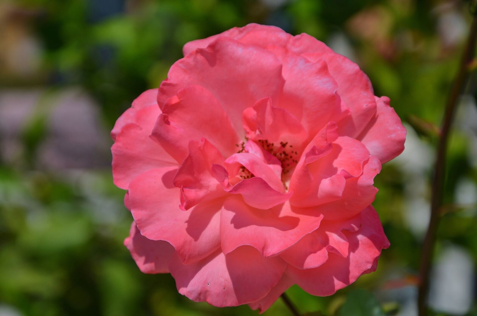 Nikon D7000 sample photo. Rose, flower, blossom photography