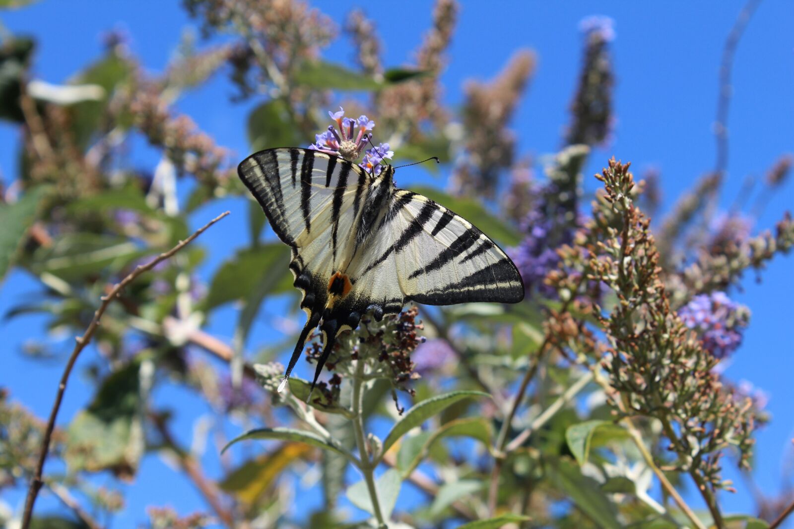 Canon EOS 600D (Rebel EOS T3i / EOS Kiss X5) sample photo. Butterfly, nature, insect photography